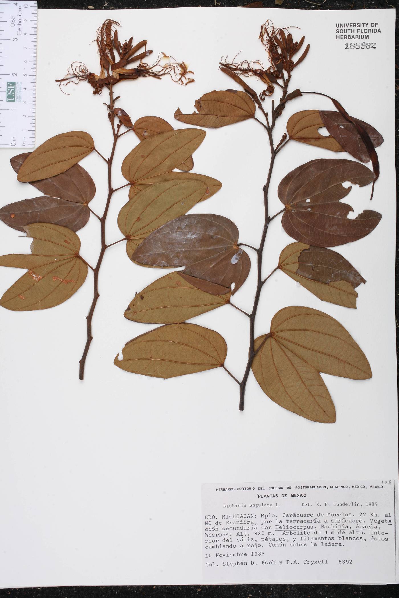 Bauhinia ungulata image