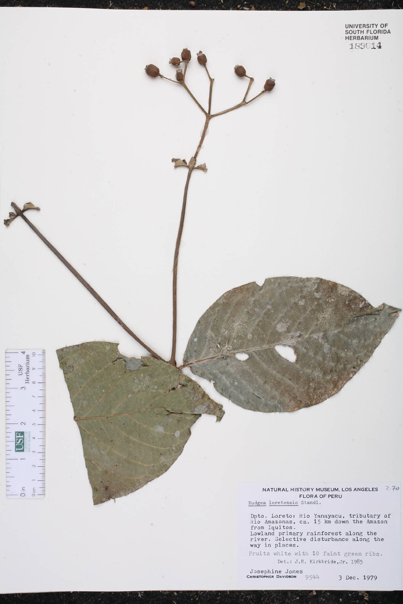 Rudgea loretensis image