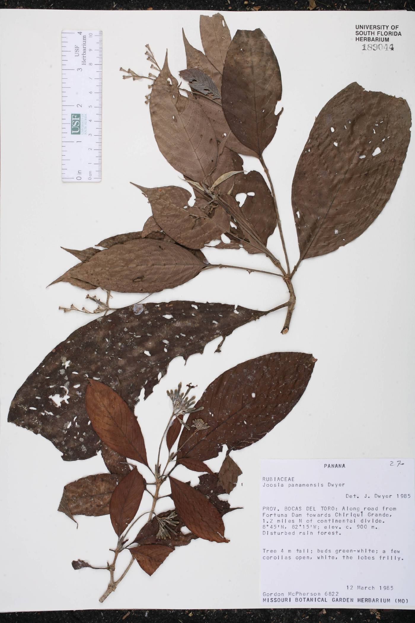 Joosia panamensis image