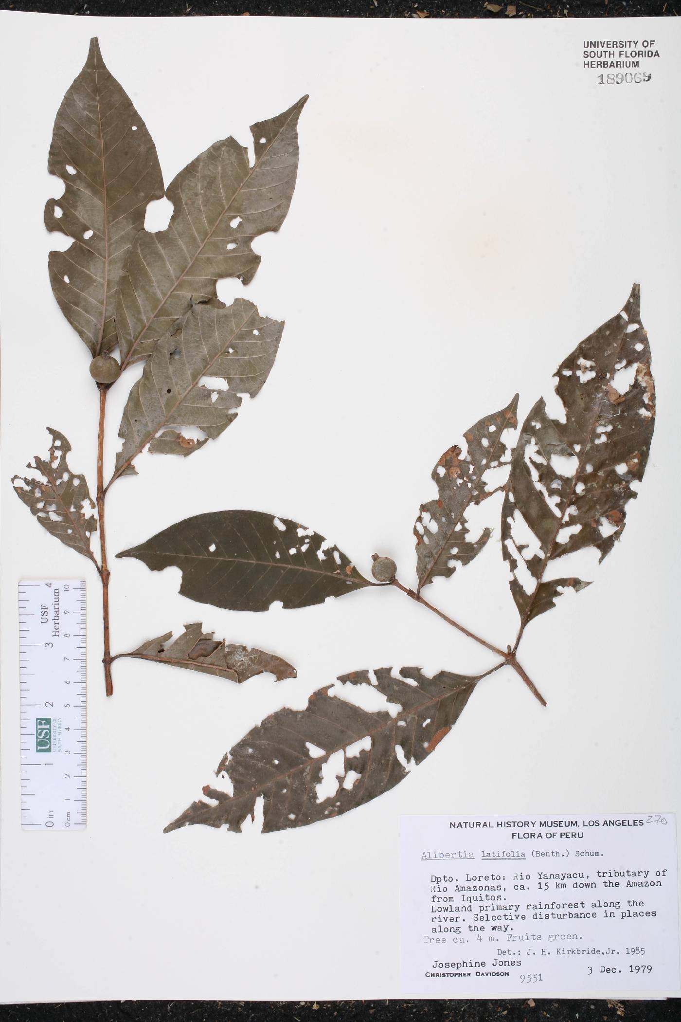 Alibertia latifolia image