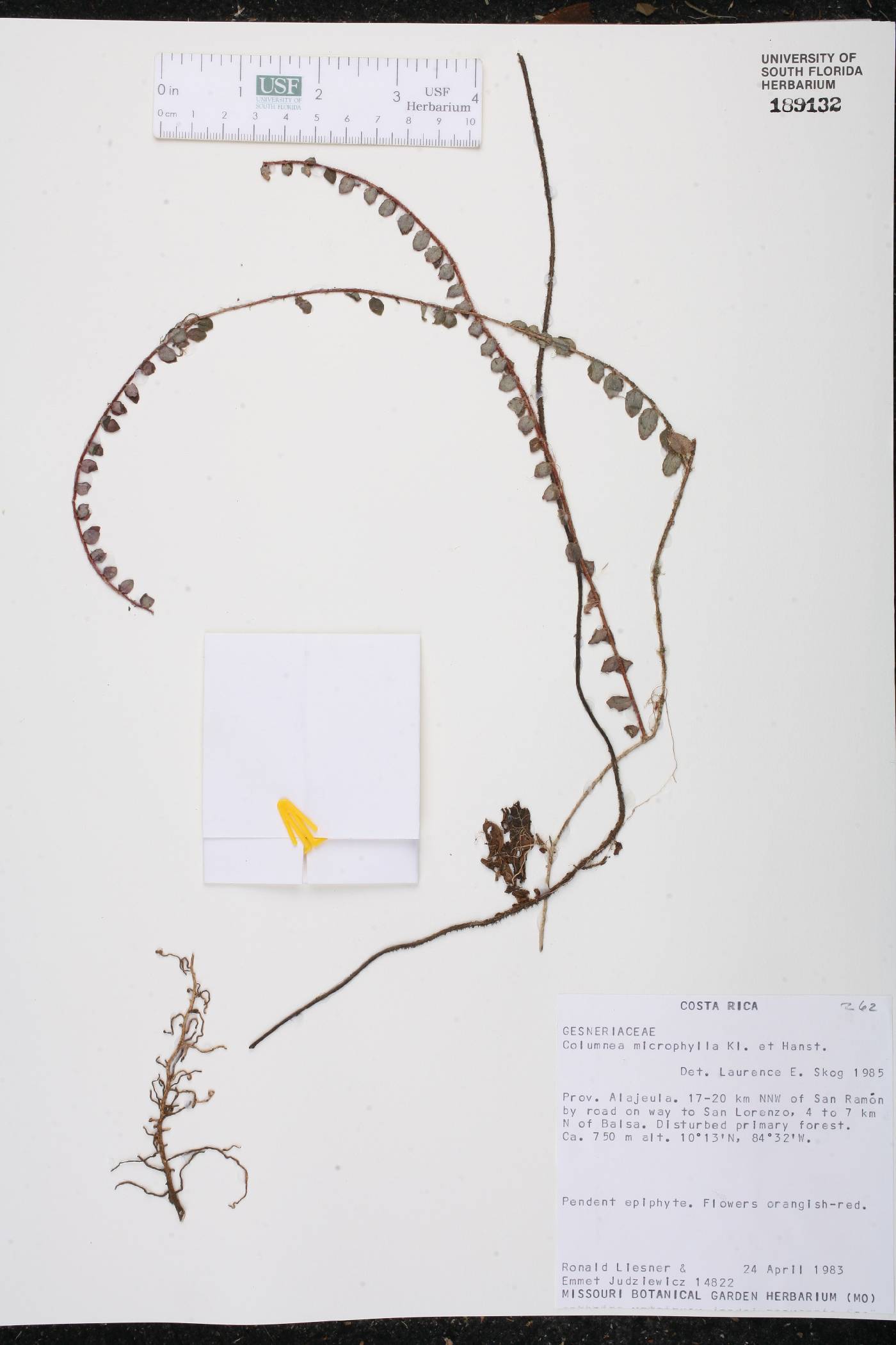 Columnea microphylla image