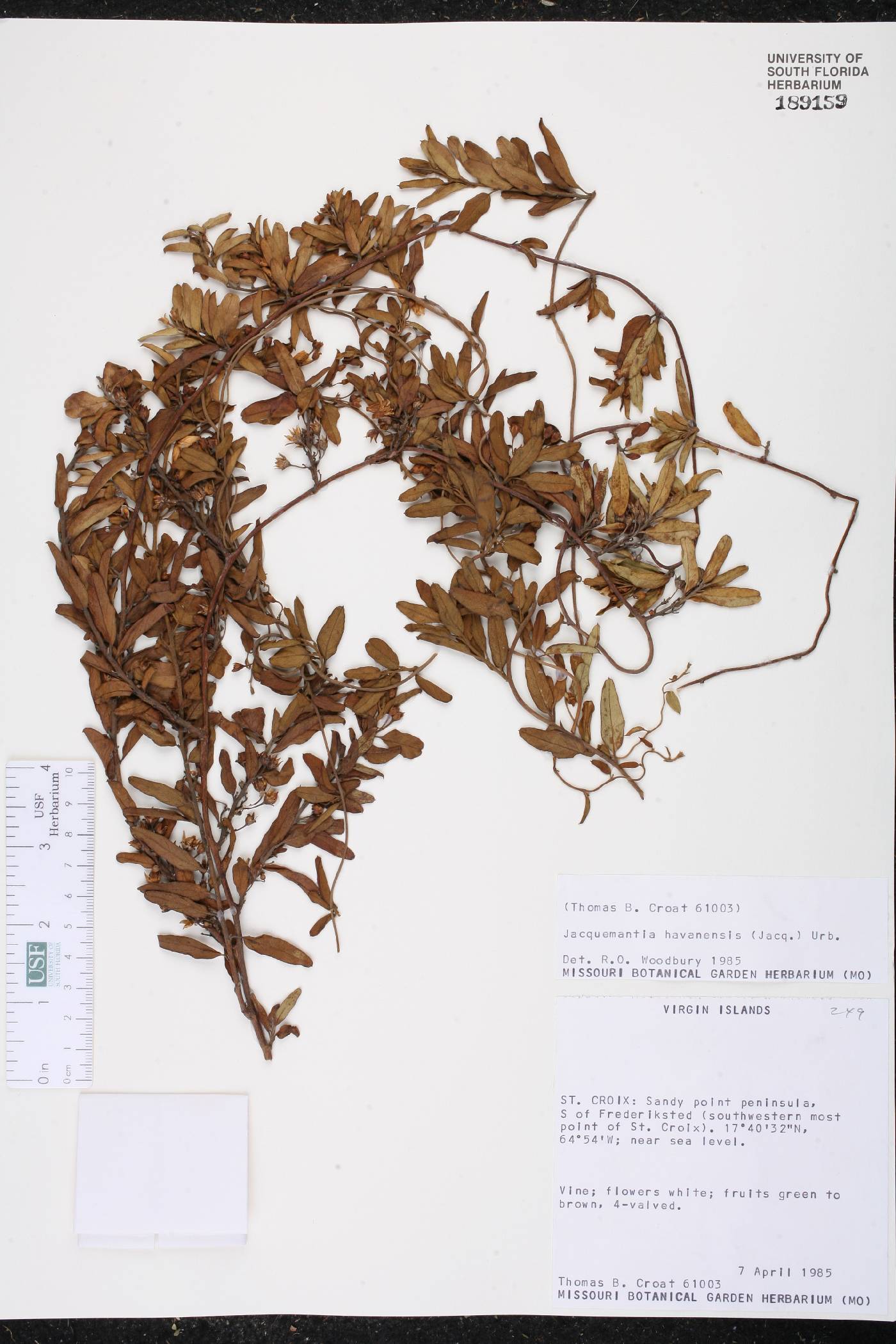 Jacquemontia havanensis image
