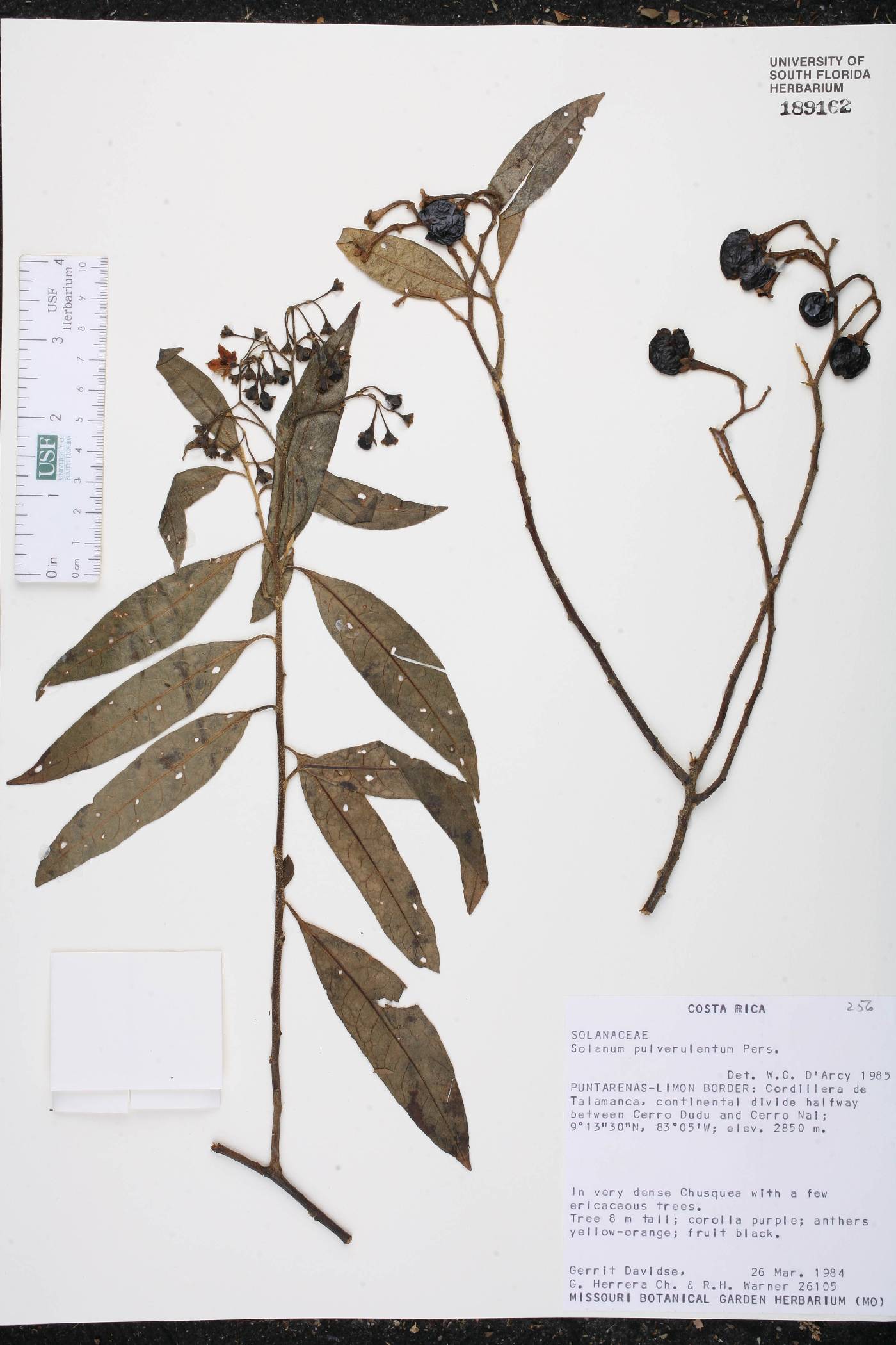 Solanum pulverulentum image