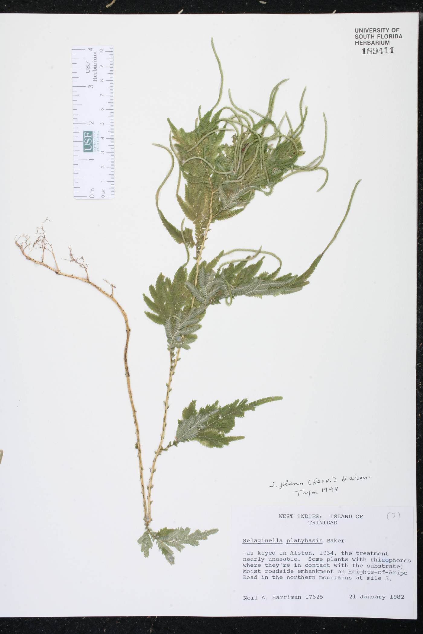 Selaginella plana image