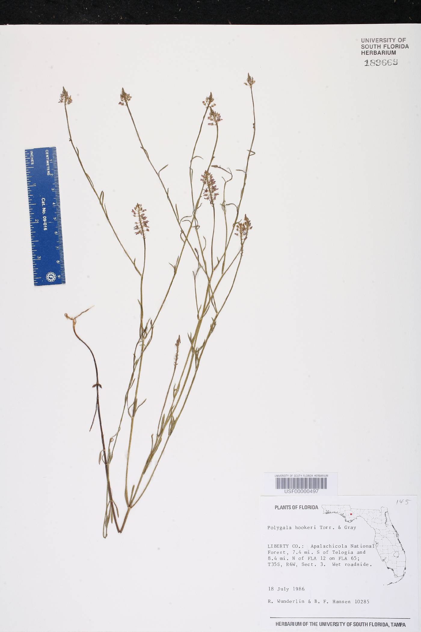 Polygala hookeri image