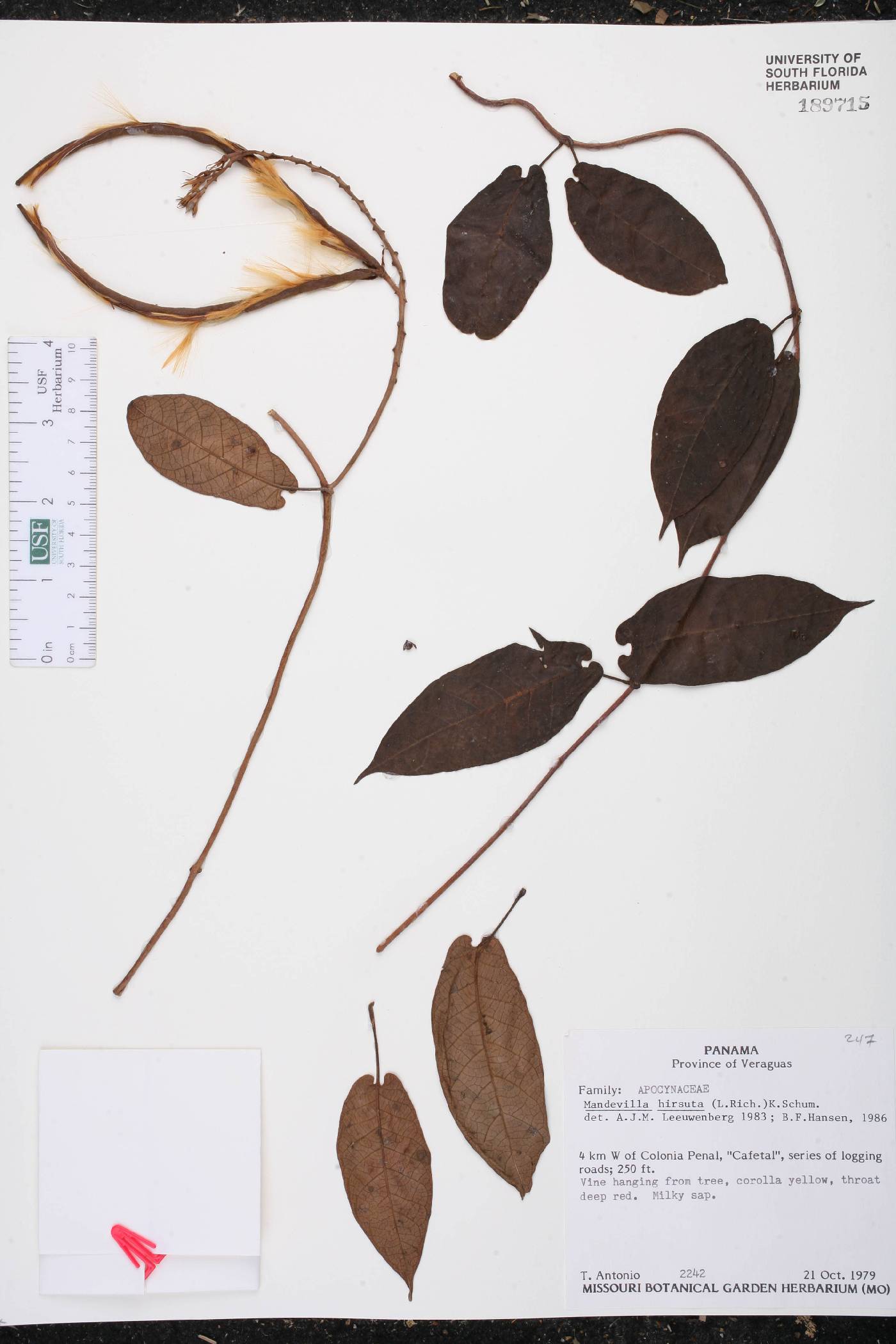 Mandevilla hirsuta image