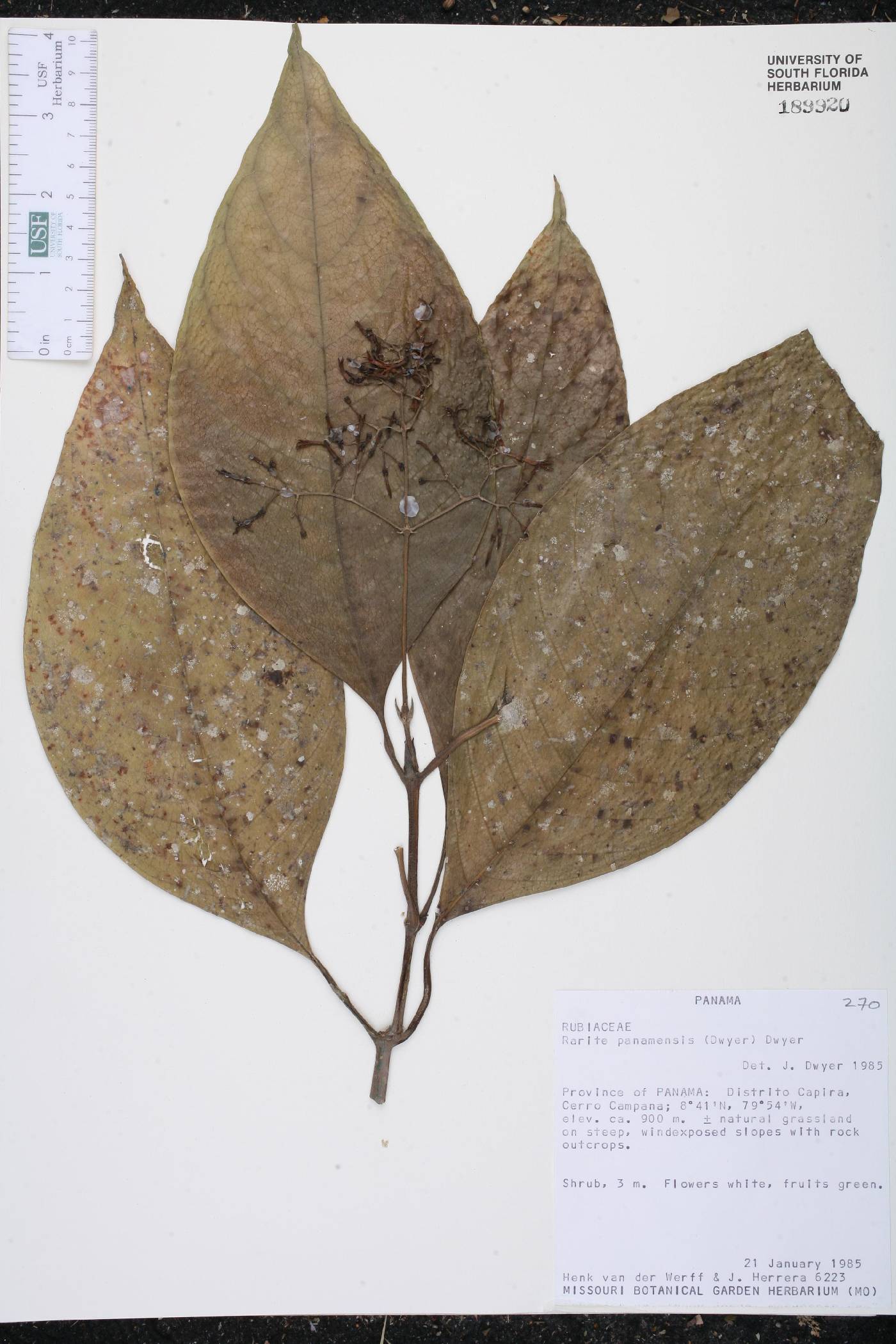 Raritebe palicoureoides subsp. dwyerianum image