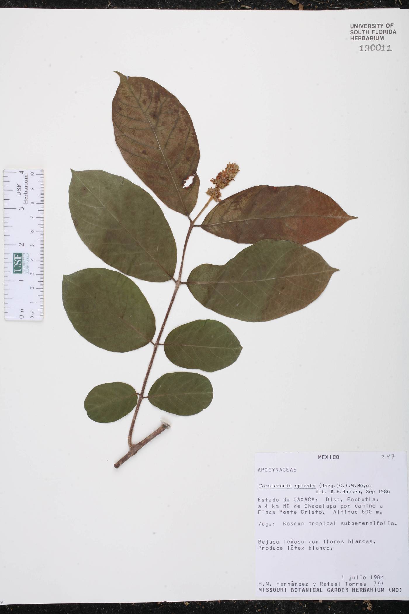 Forsteronia spicata image