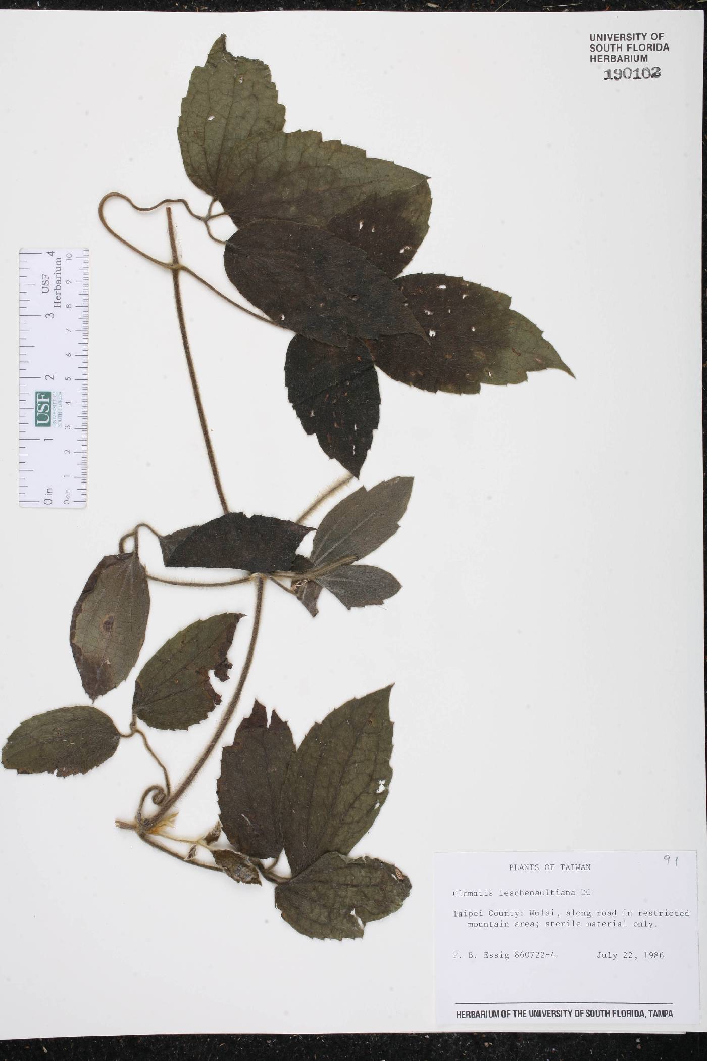 Clematis leschenaultiana image