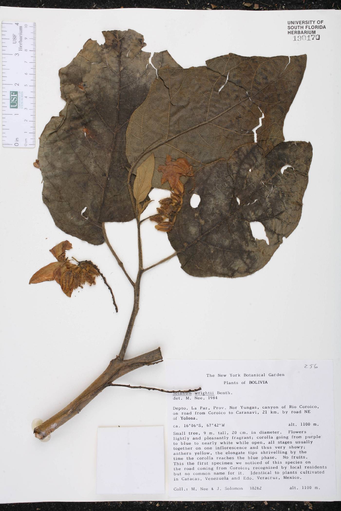 Solanum wrightii image