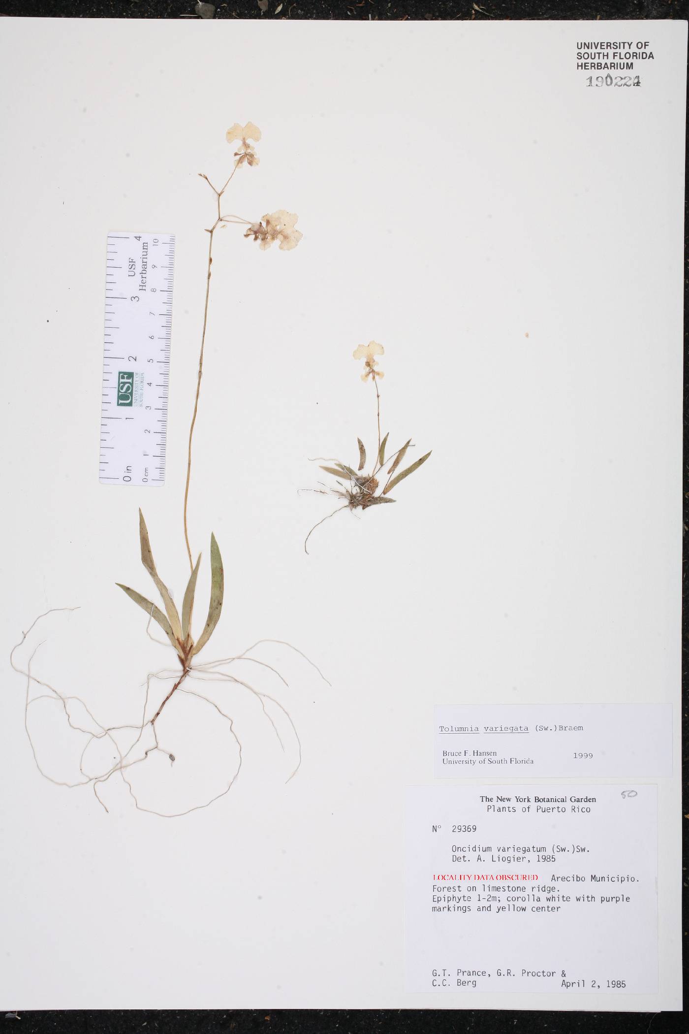 Tolumnia variegata image