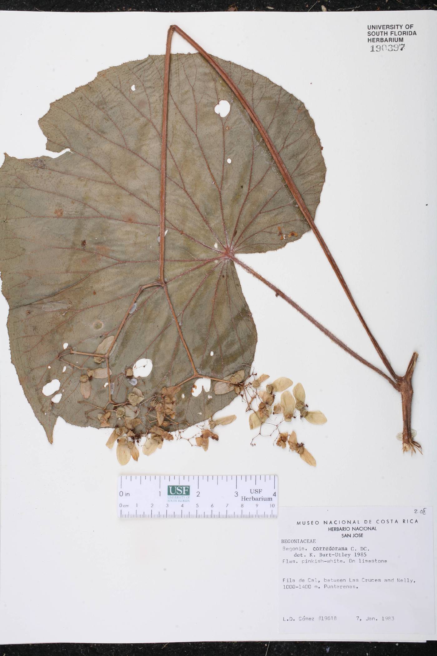 Begonia corredorana image