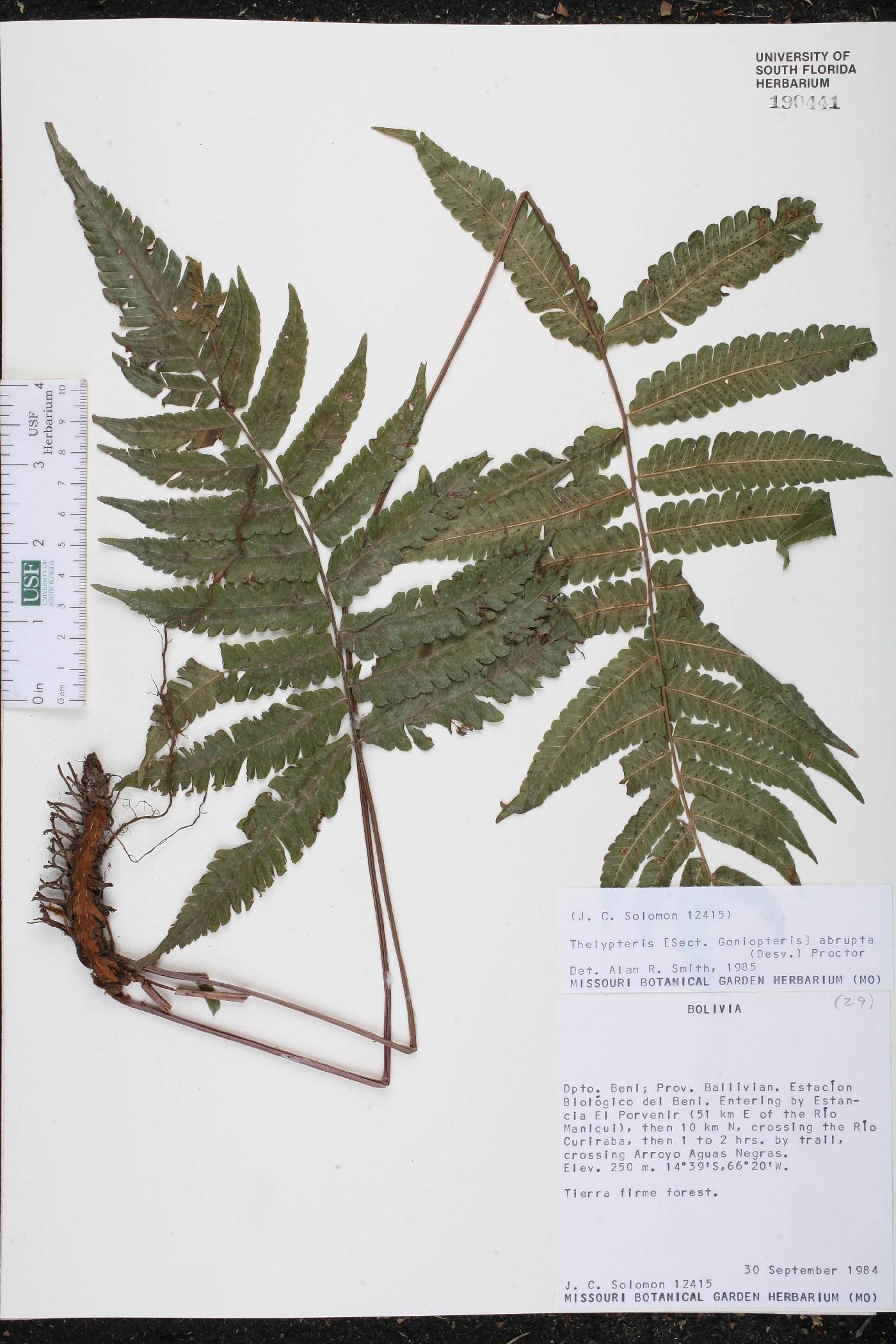 Thelypteris abrupta image