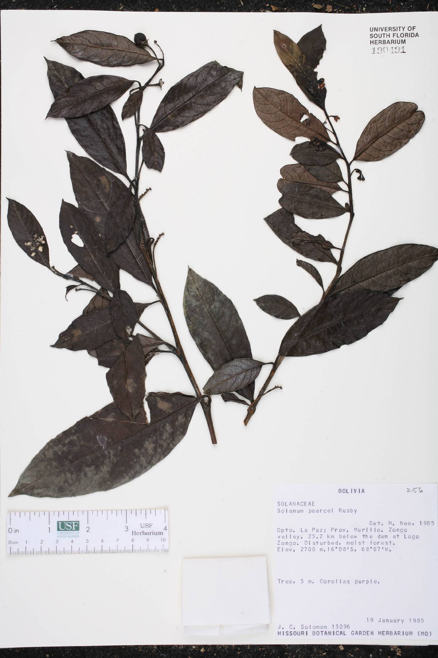 Solanum acuminatum image