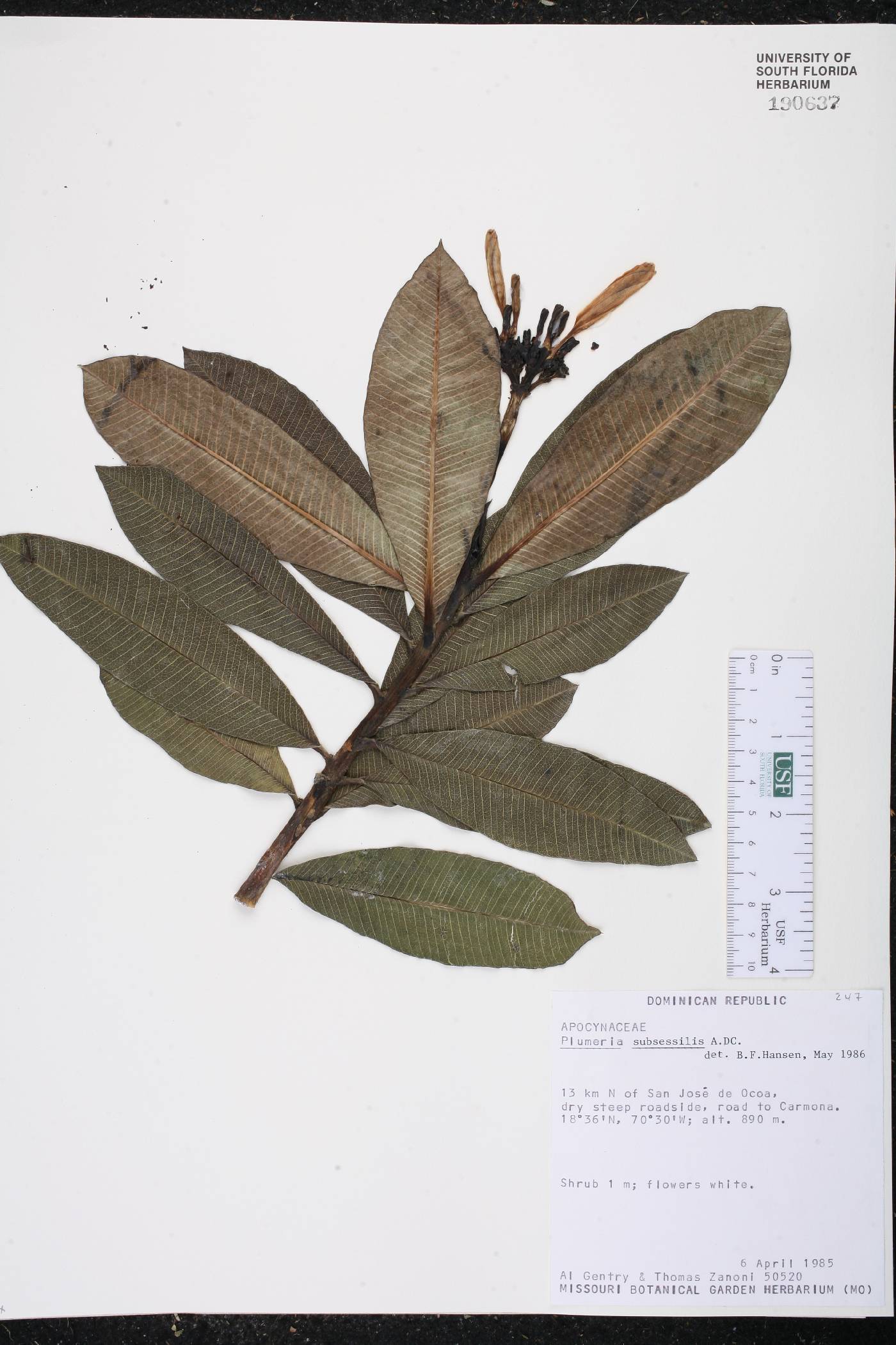 Plumeria subsessilis image