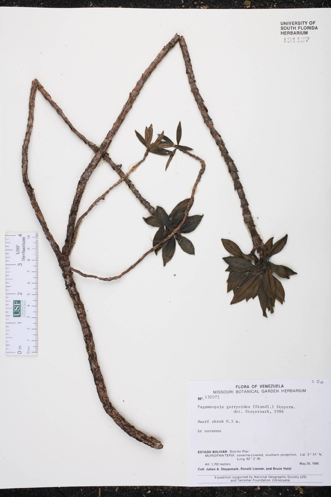 Pagameopsis garryoides image