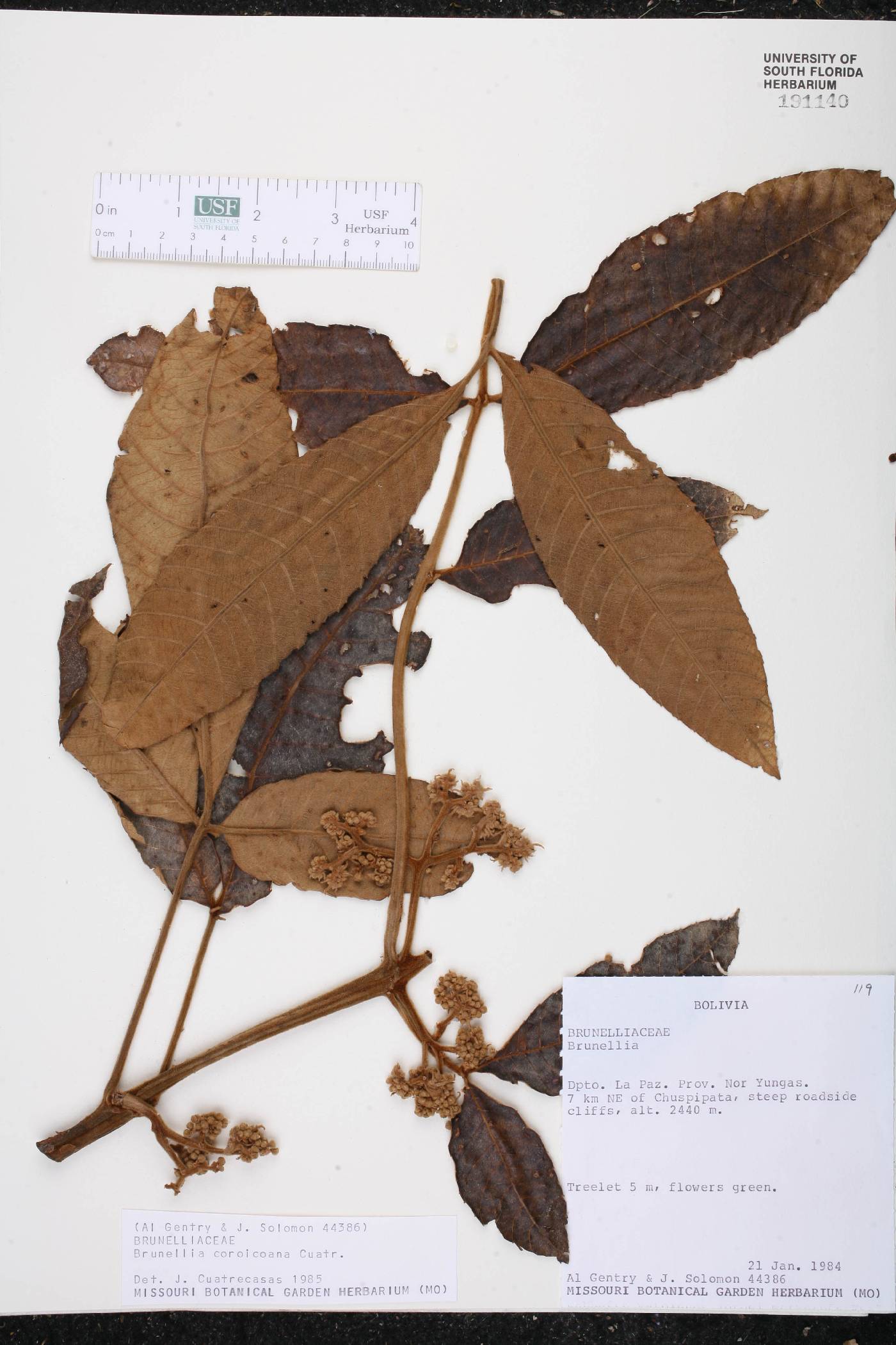 Brunellia sibundoya subsp. sibundoya image