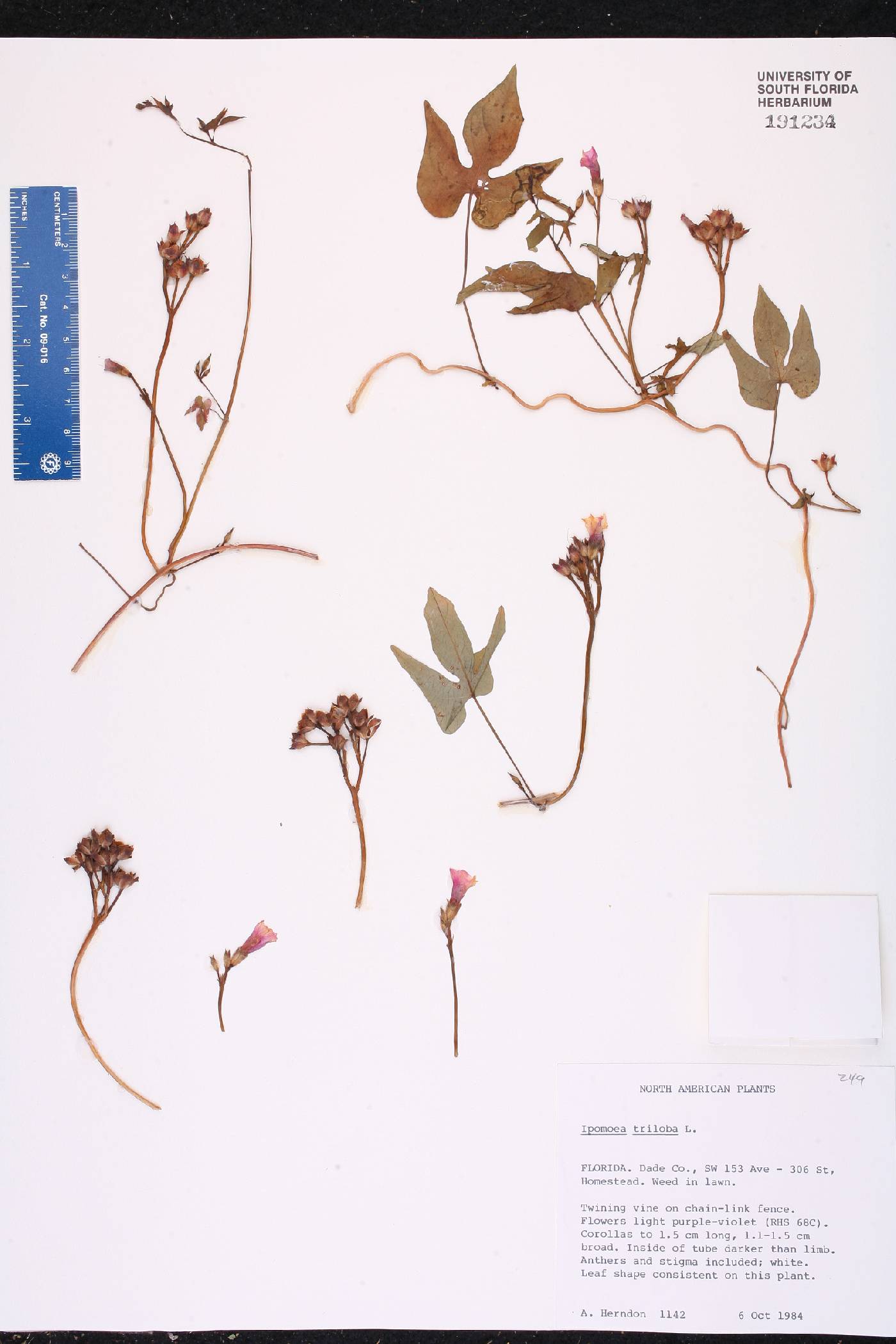 Ipomoea triloba image