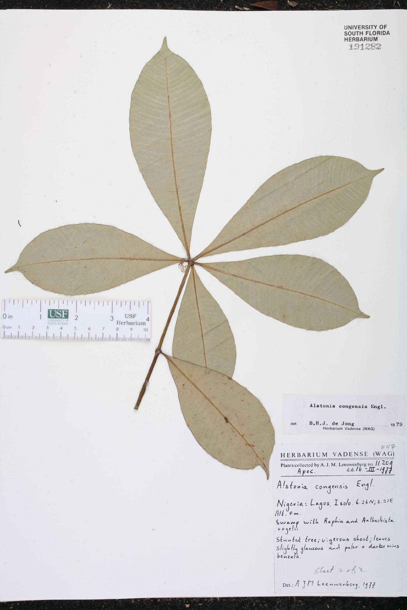 Alstonia congensis image
