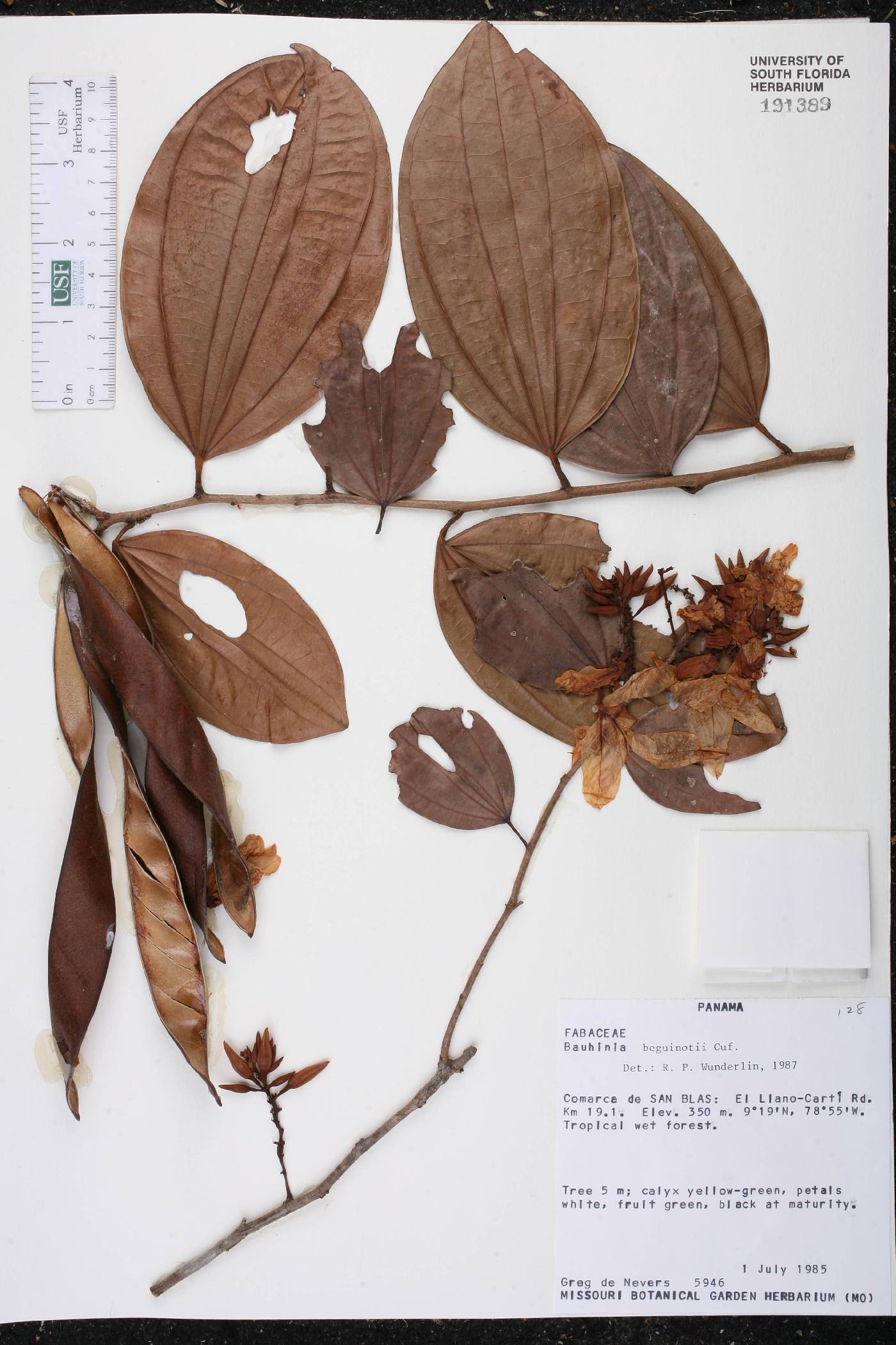 Bauhinia beguinotii image