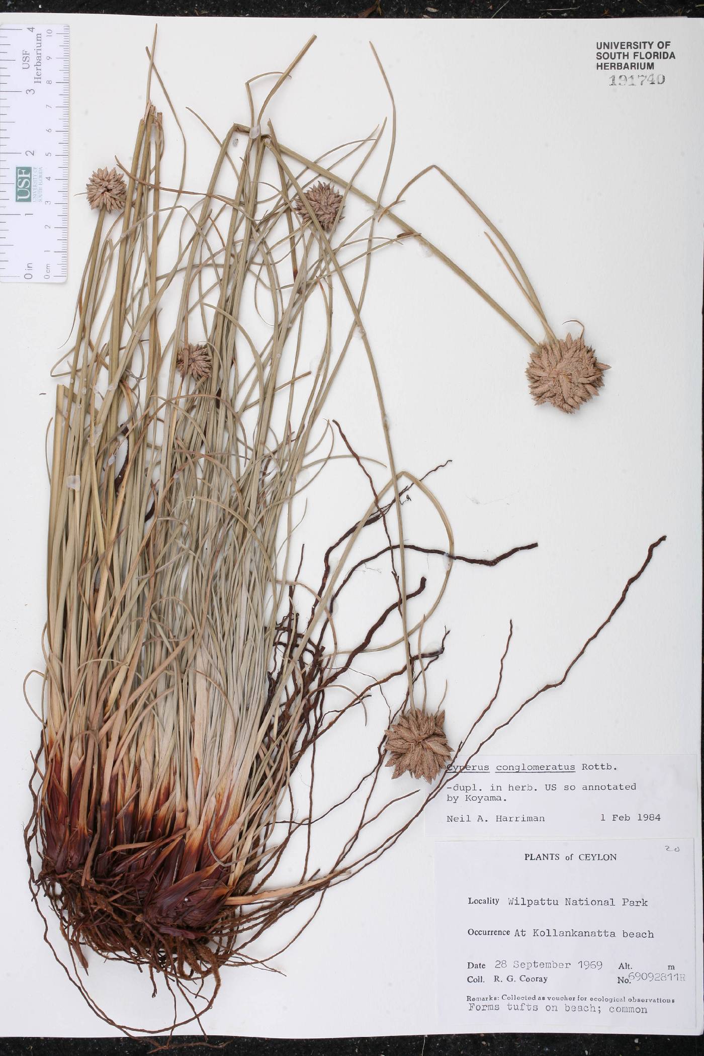 Cyperus conglomeratus image