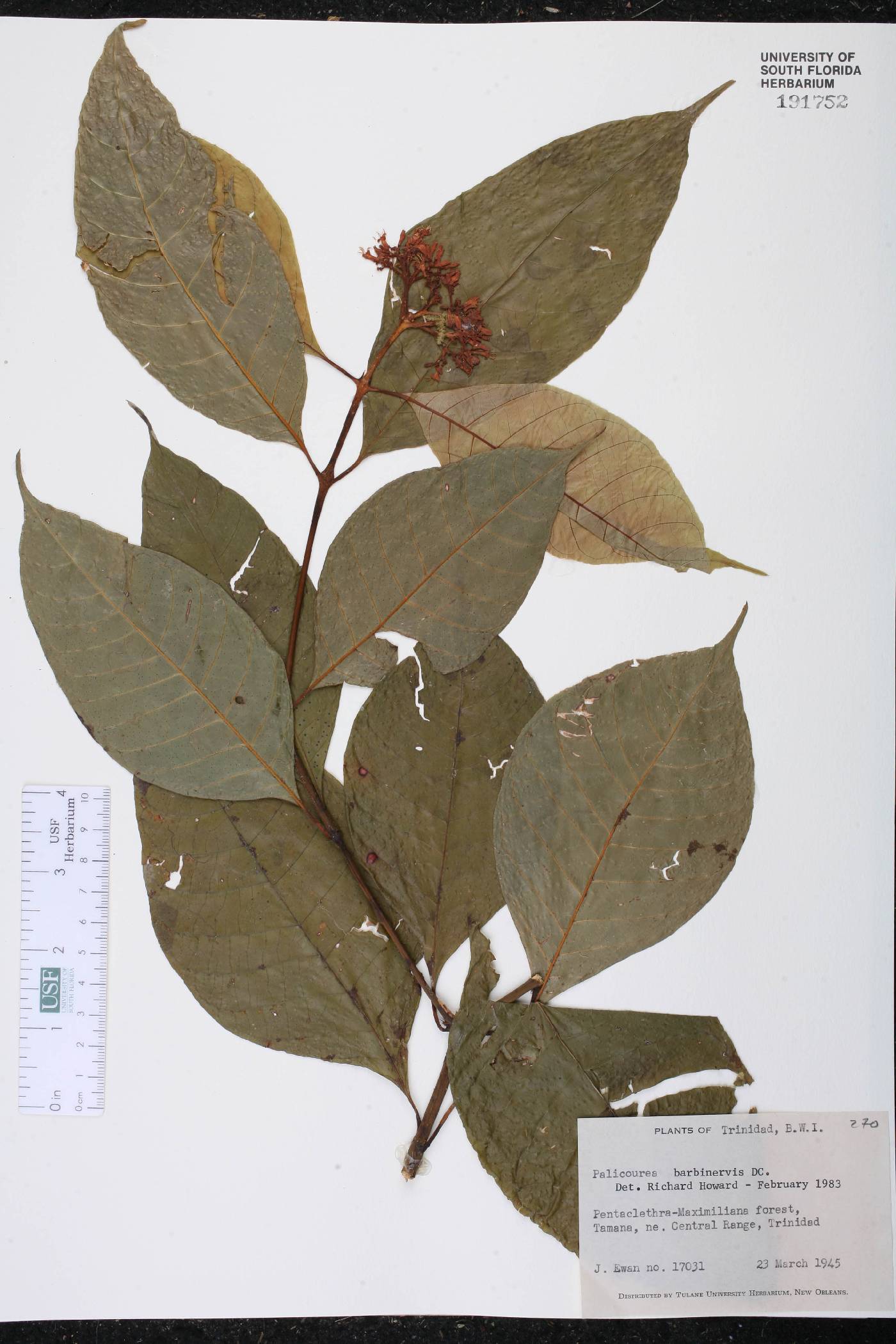 Palicourea barbinervia image