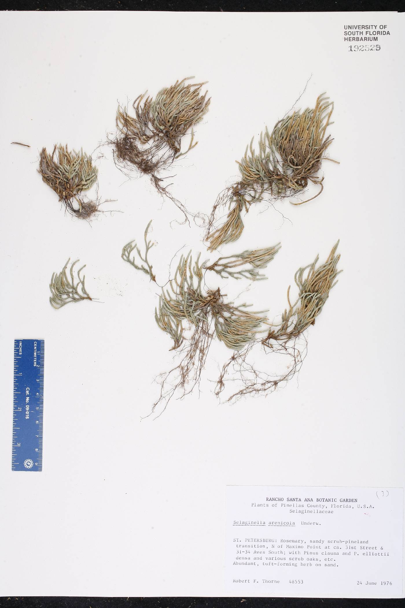 Selaginella arenicola image
