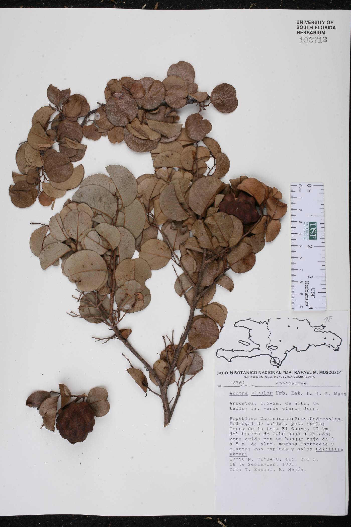 Annona bicolor image