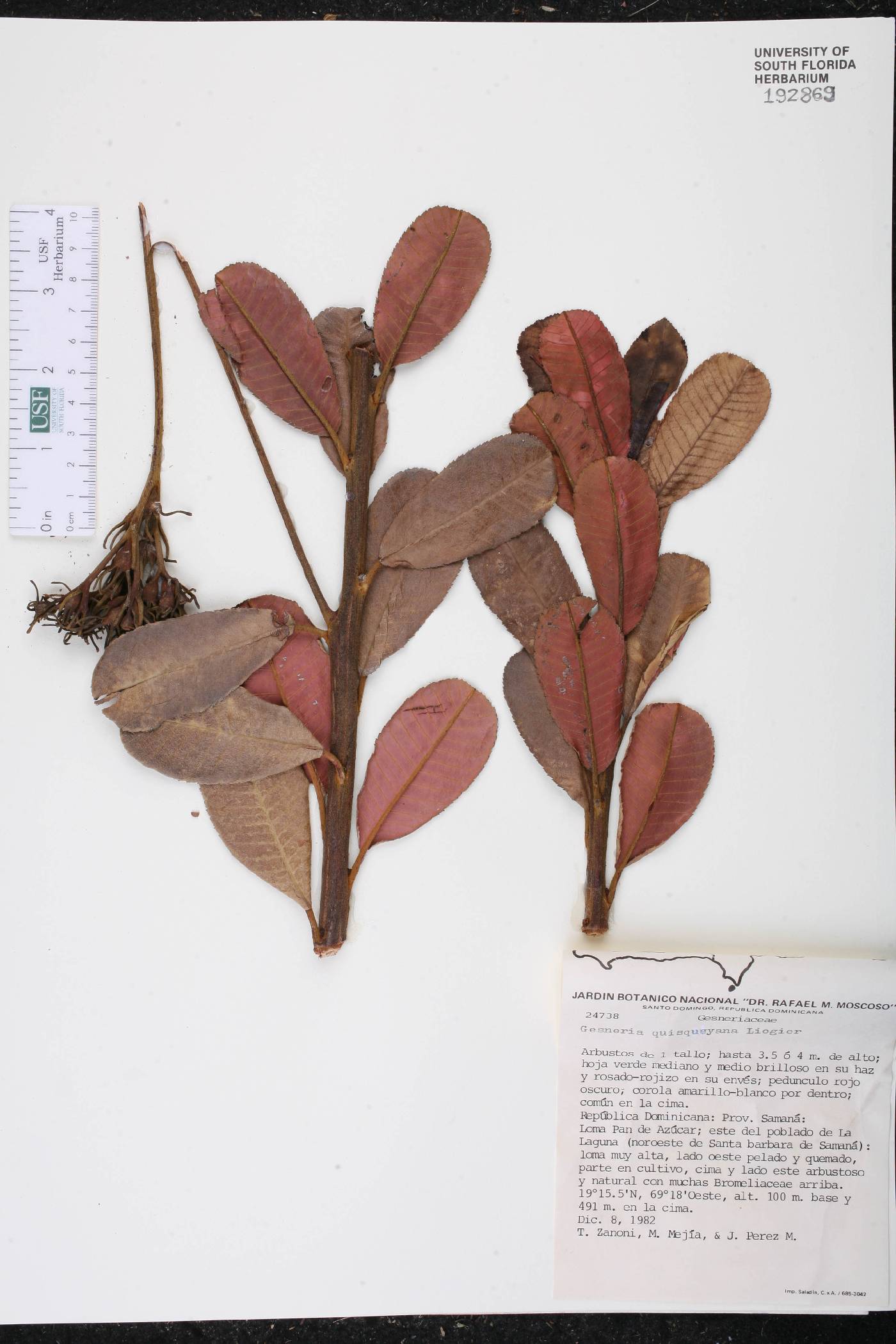 Gesneria viridiflora subsp. quisqueyana image