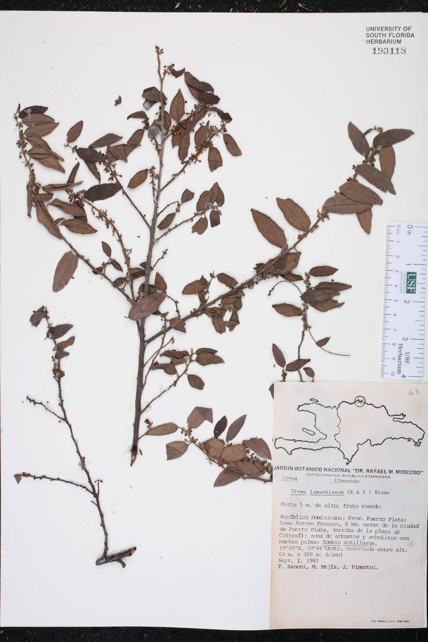 Trema lamarckiana image