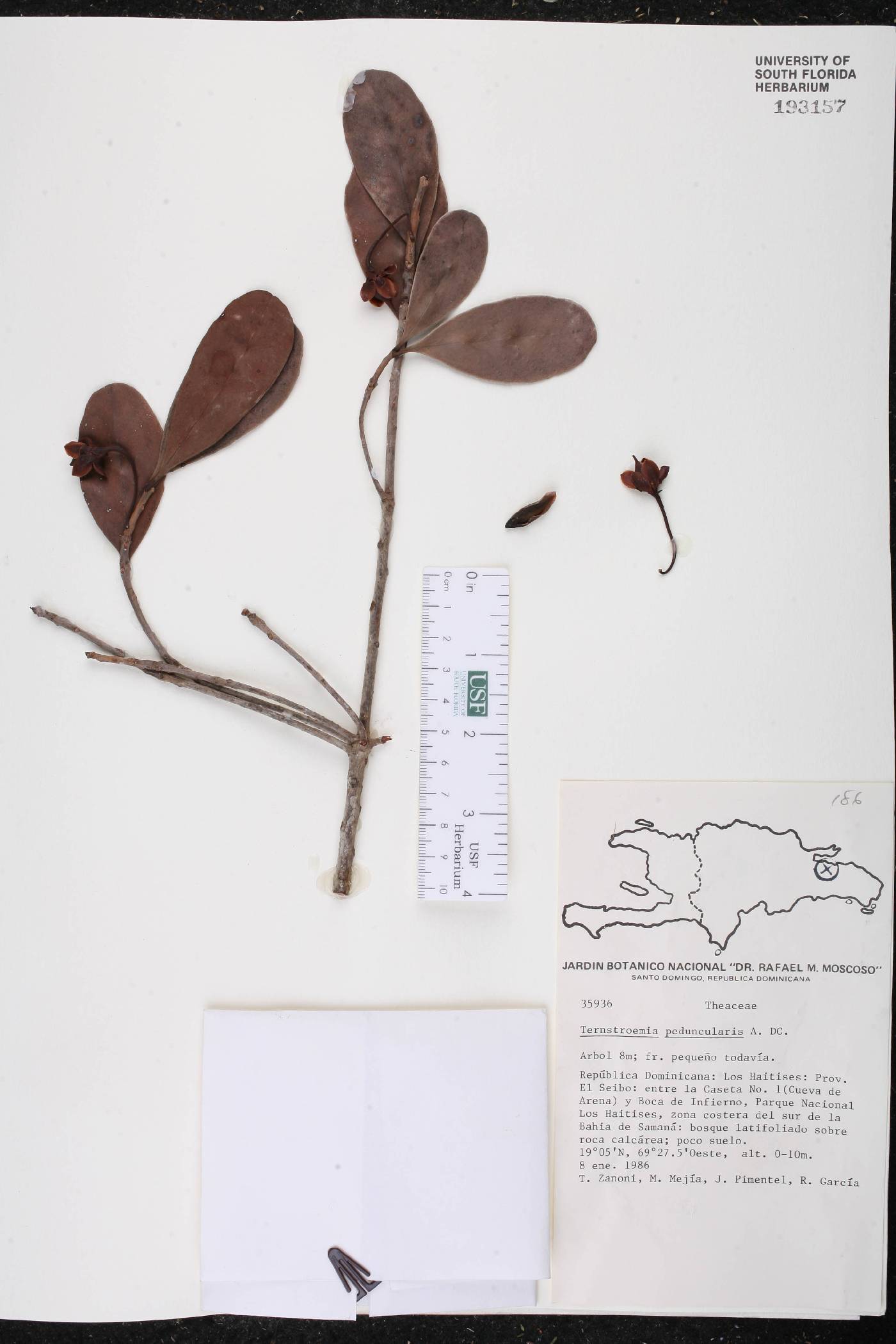 Ternstroemia peduncularis image