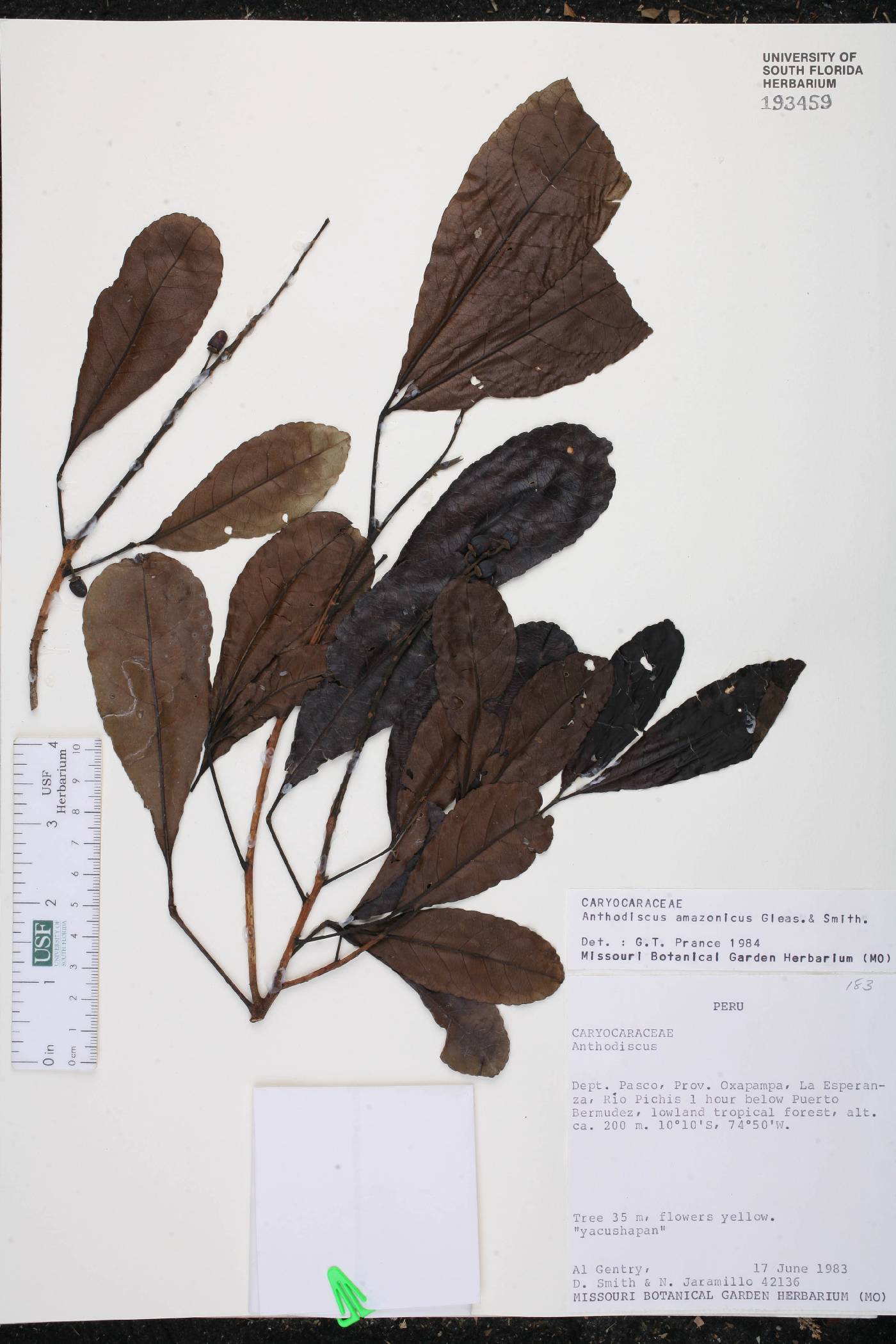 Anthodiscus amazonicus image