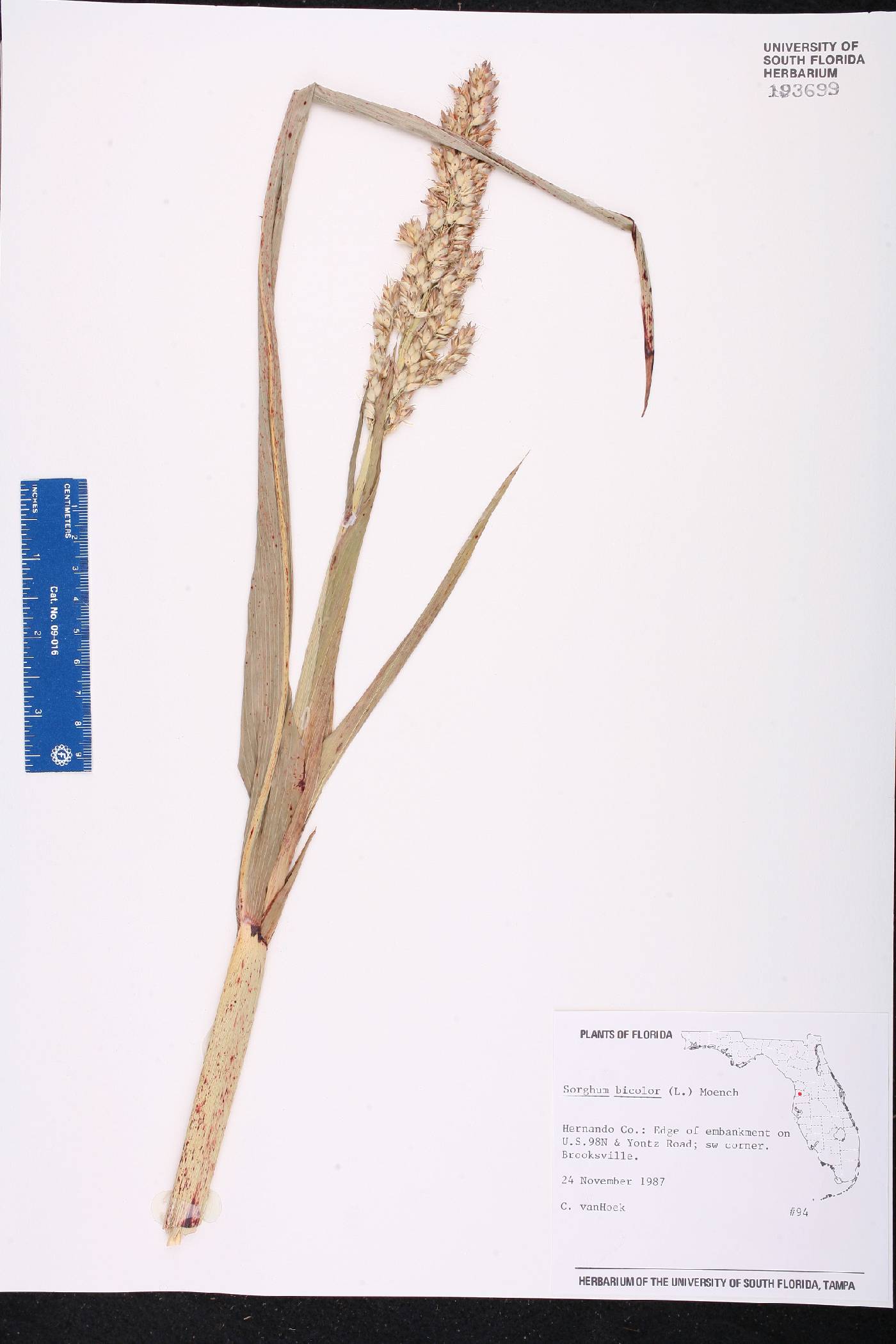 Sorghum bicolor subsp. bicolor image