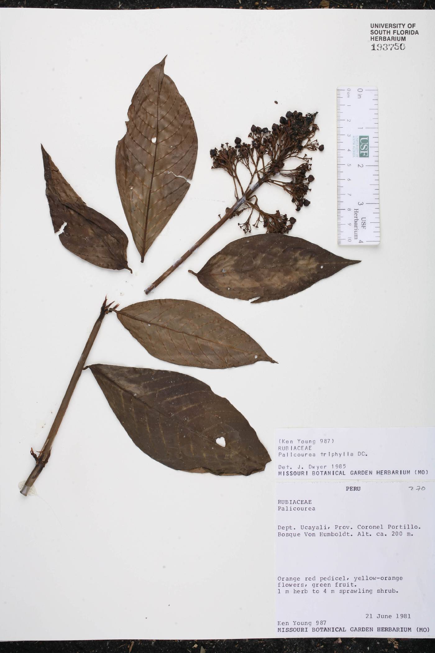 Palicourea triphylla image