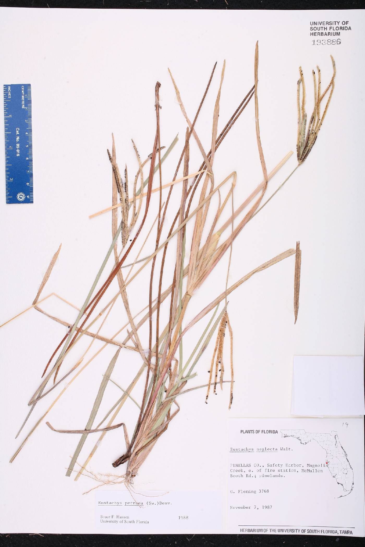 Eustachys petraea image