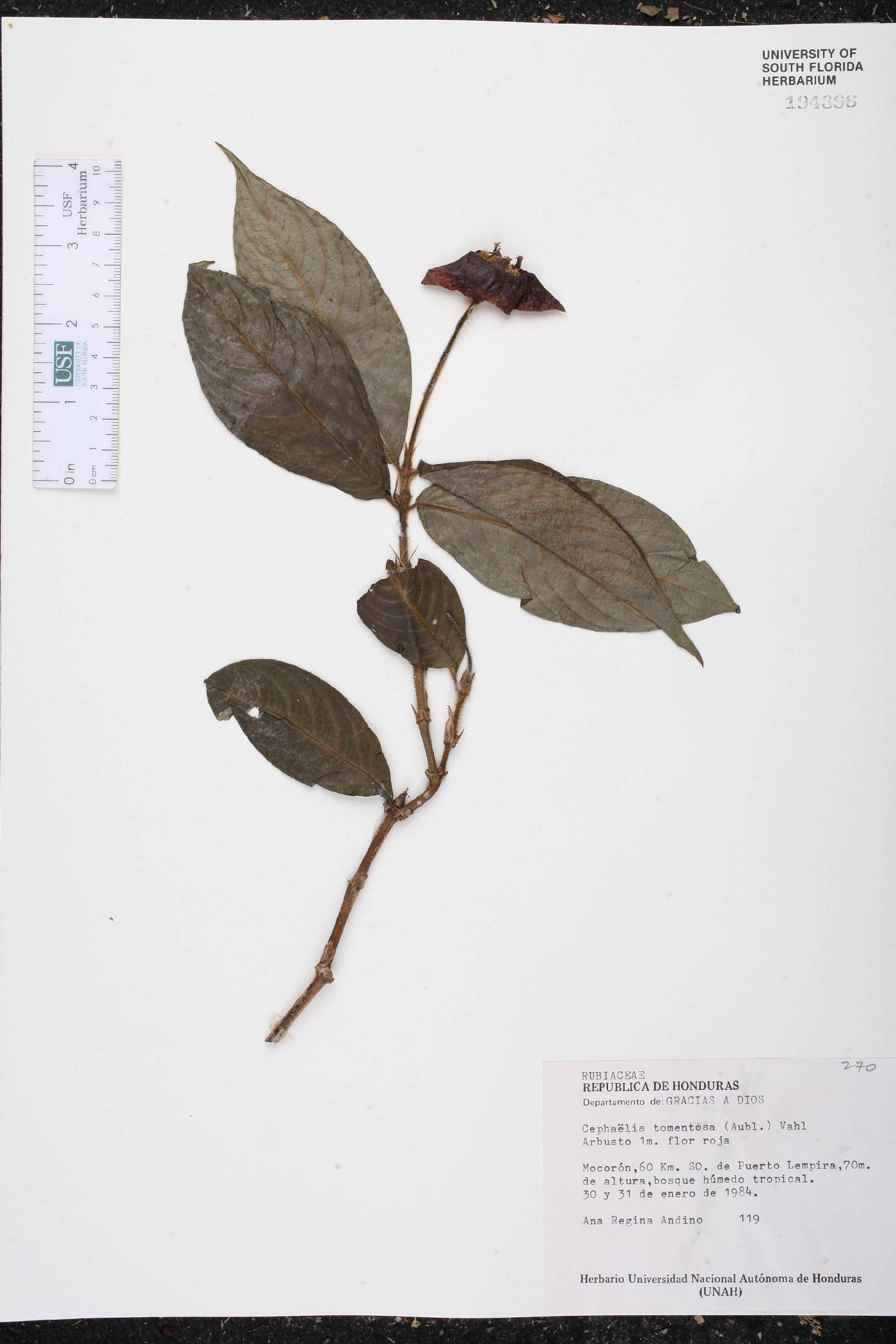 Psychotria poeppigiana image