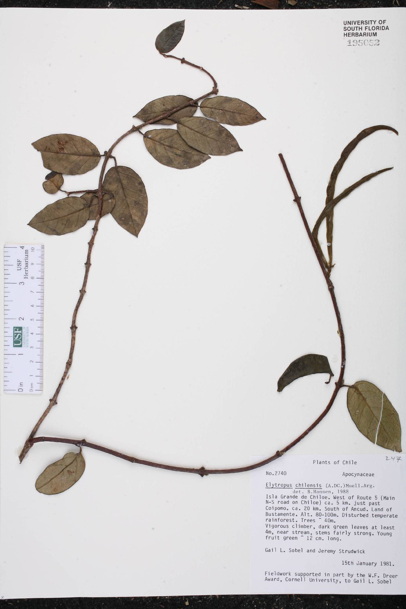 Elytropus chilensis image