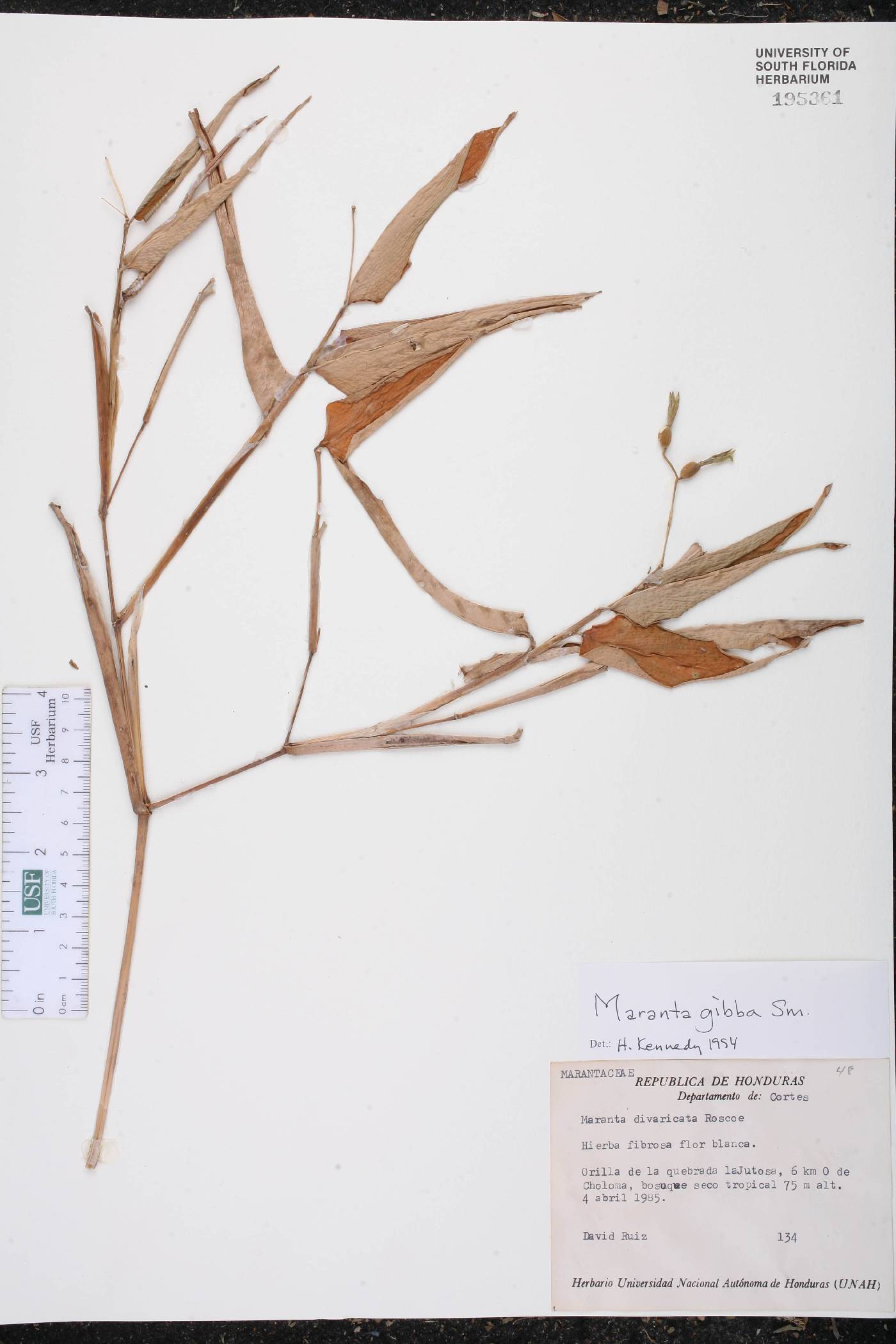 Maranta gibba image
