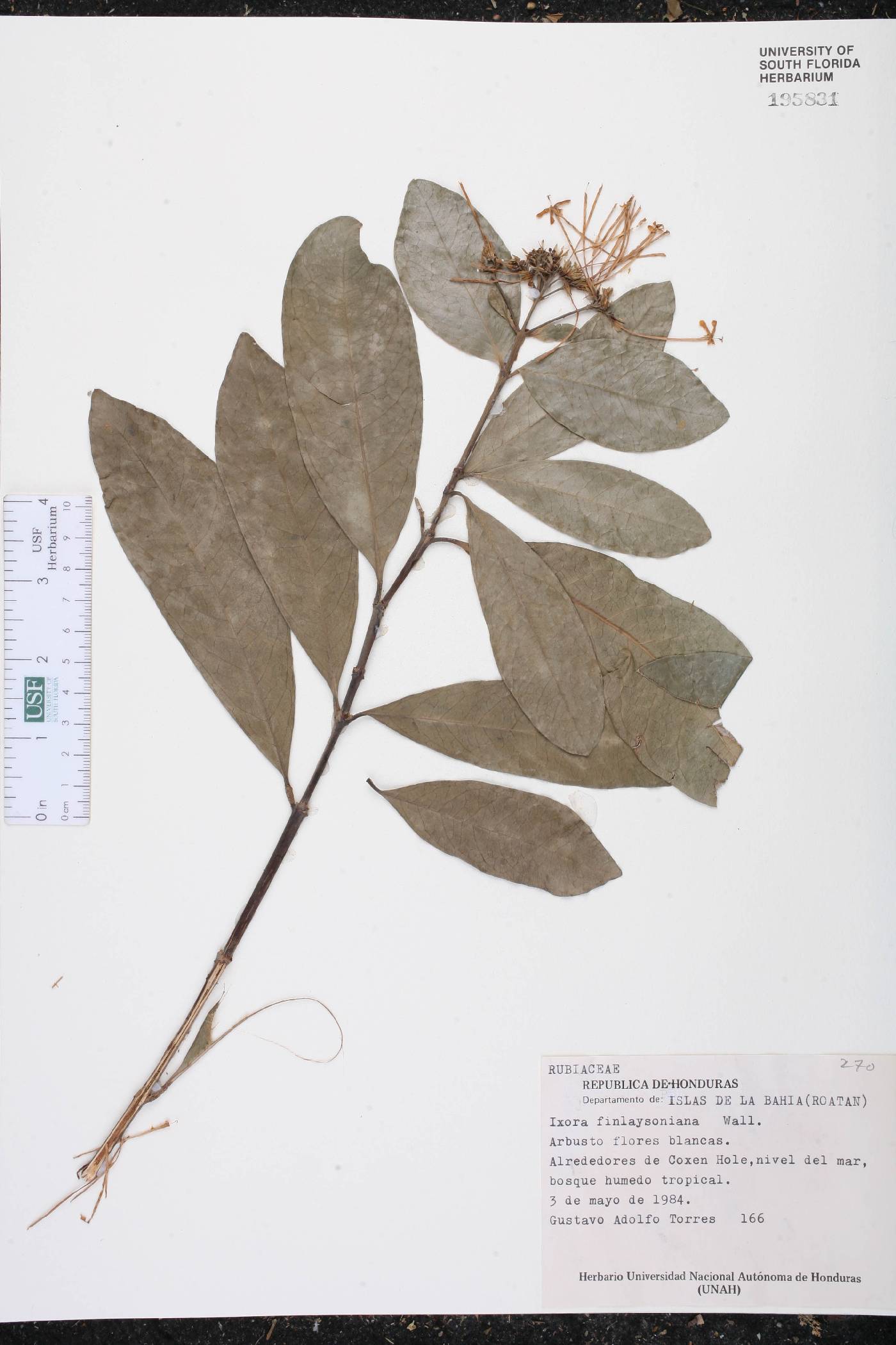 Ixora finlaysoniana image