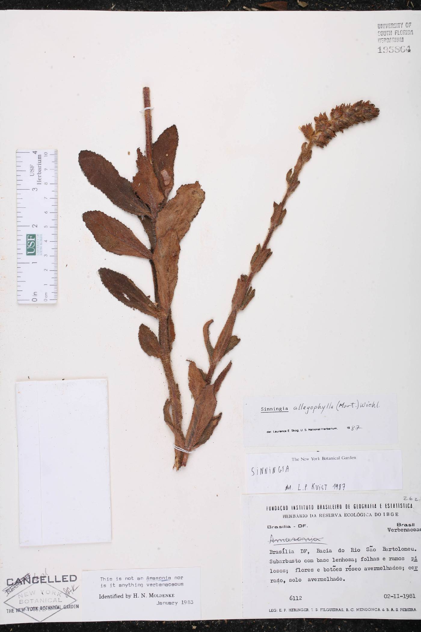 Sinningia allagophylla image