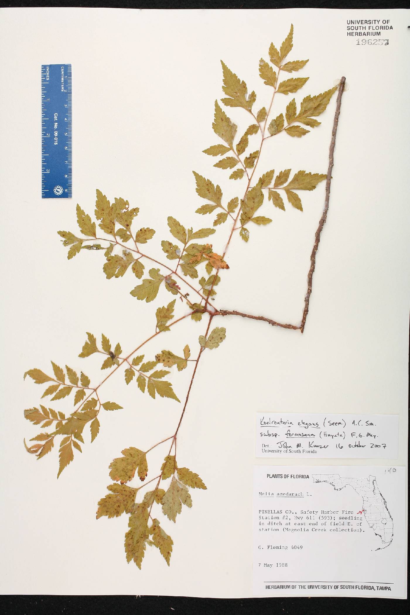 Koelreuteria elegans subsp. formosana image