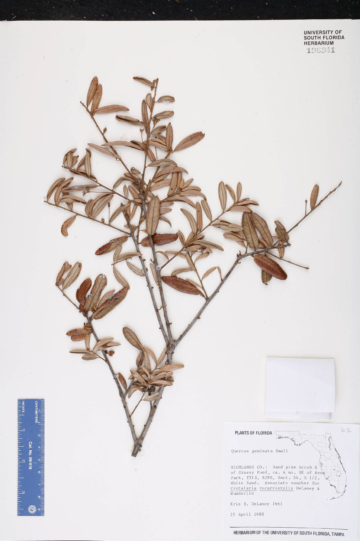 Quercus geminata image