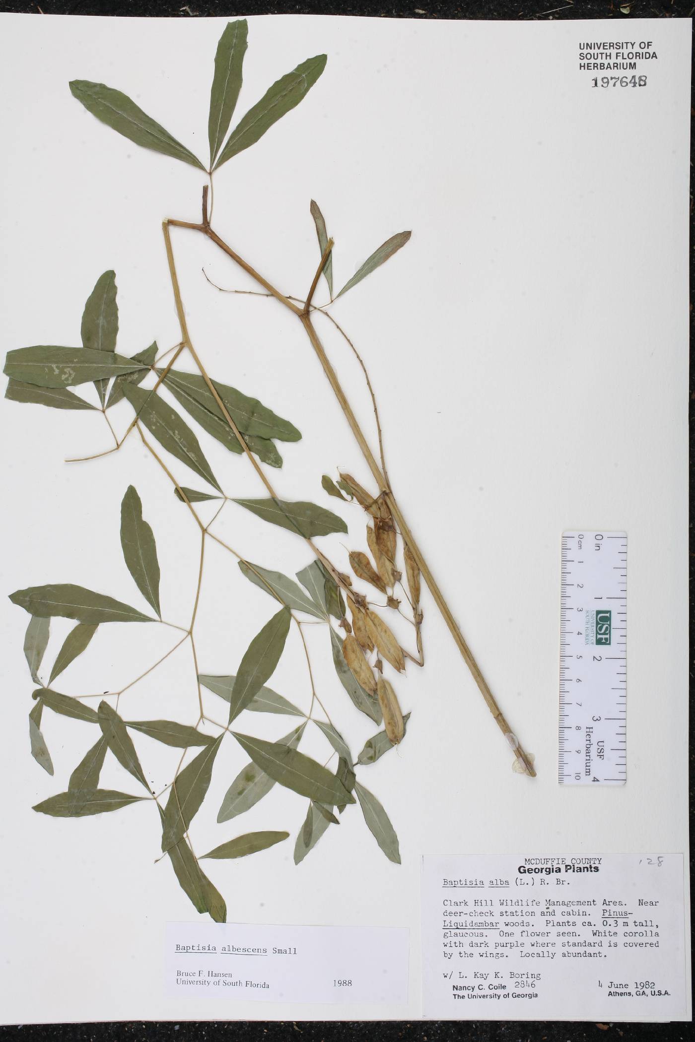 Baptisia albescens image