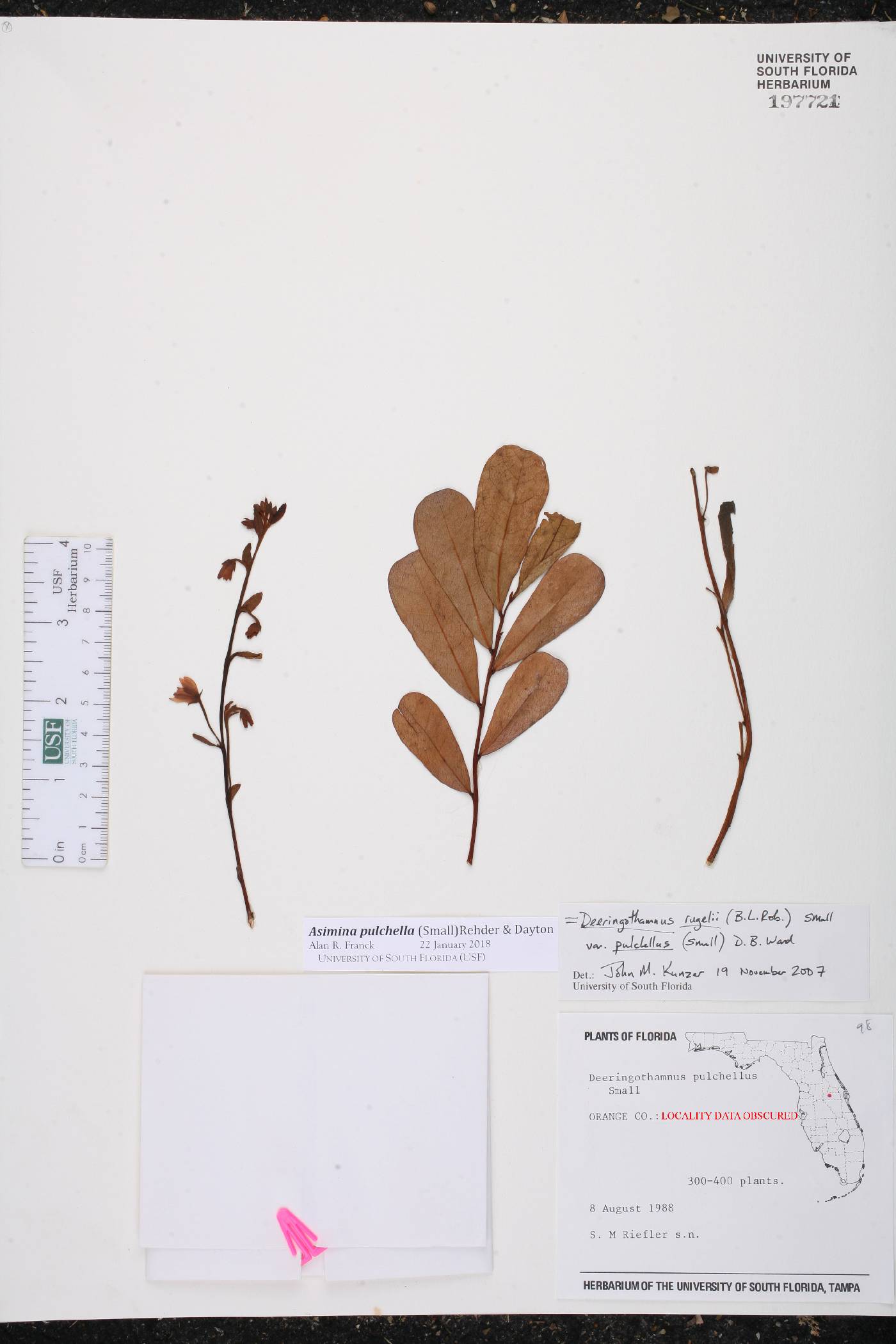 Asimina pulchella image