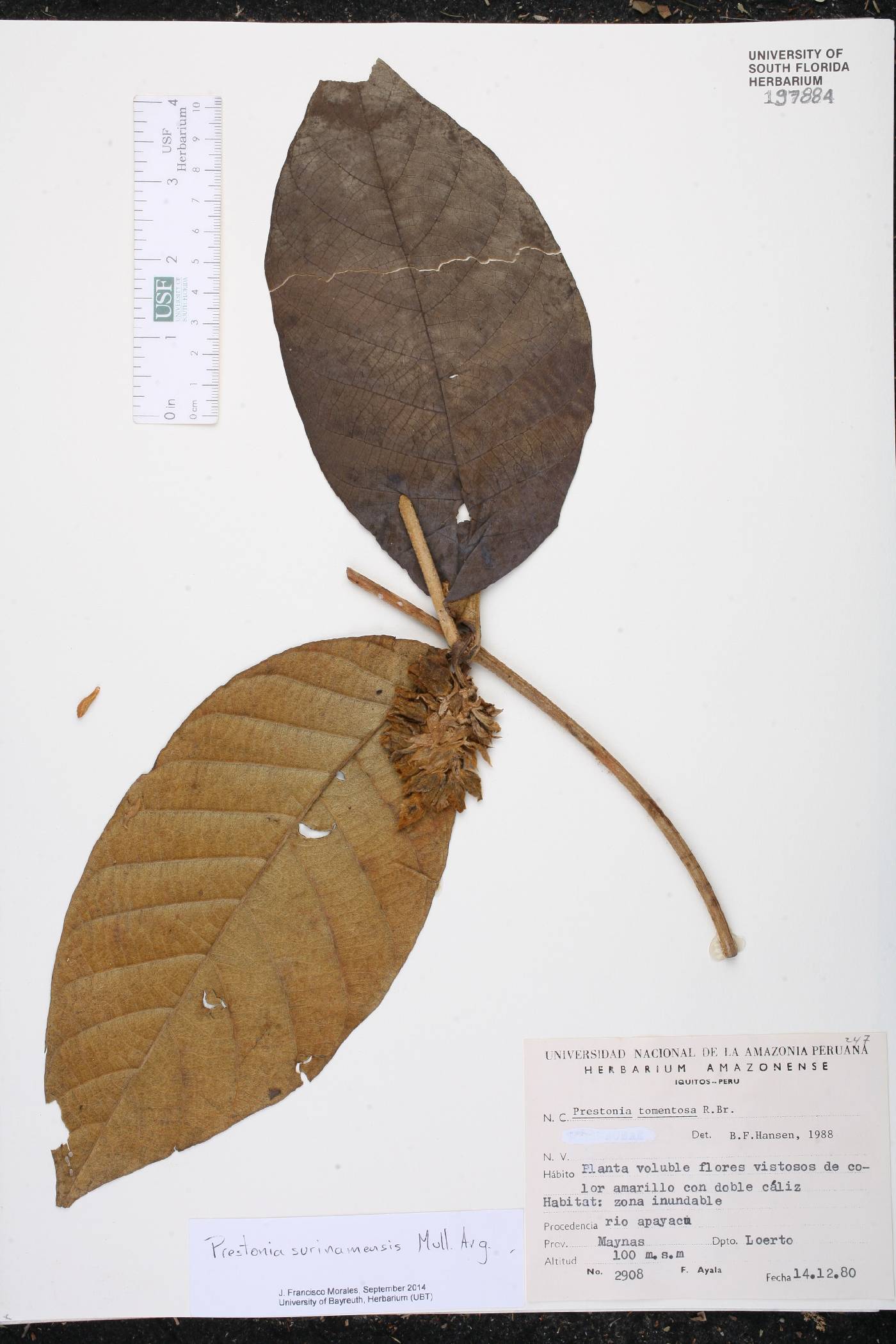 Prestonia surinamensis image