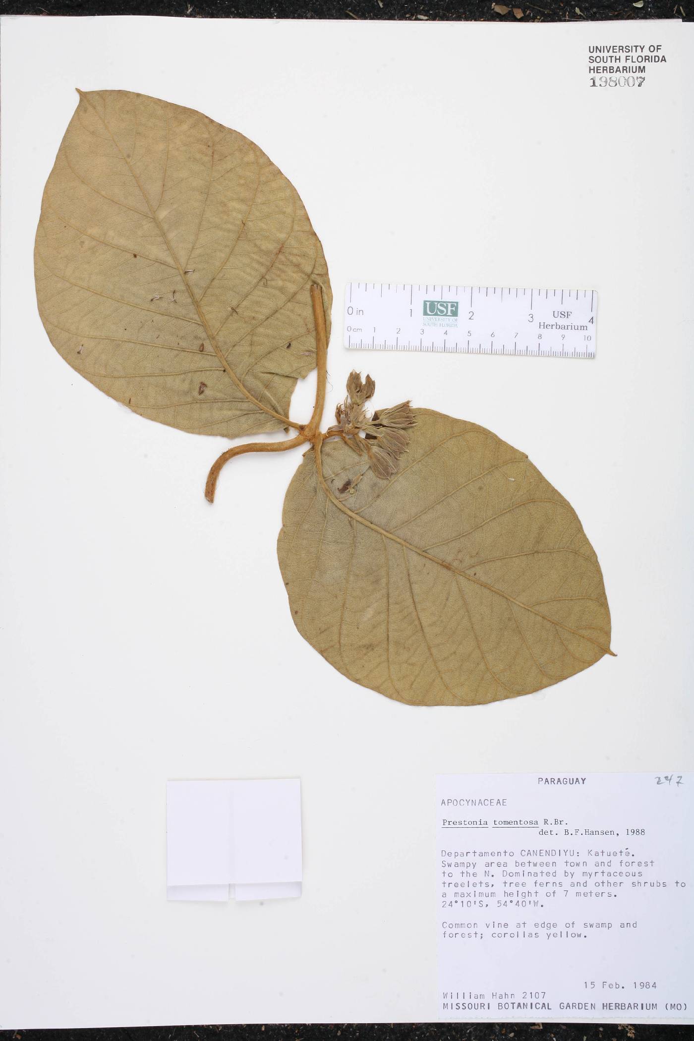 Prestonia tomentosa image