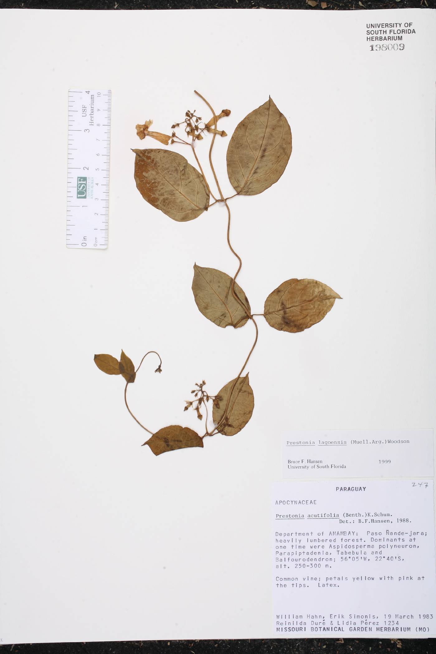 Prestonia lagoensis image