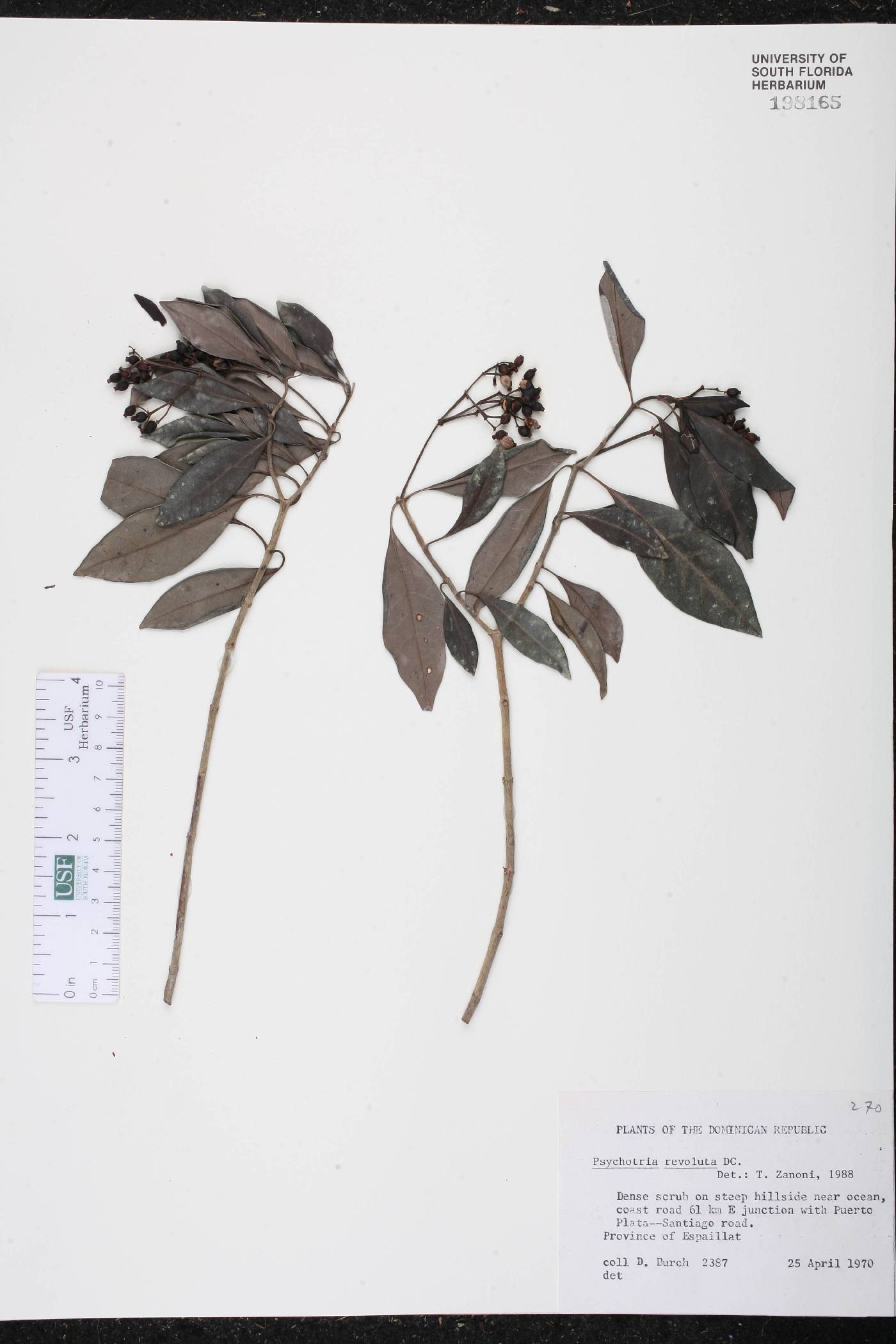 Psychotria revoluta image