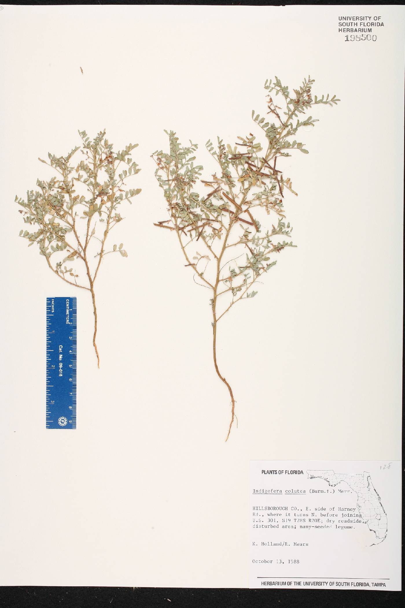 Indigofera colutea image