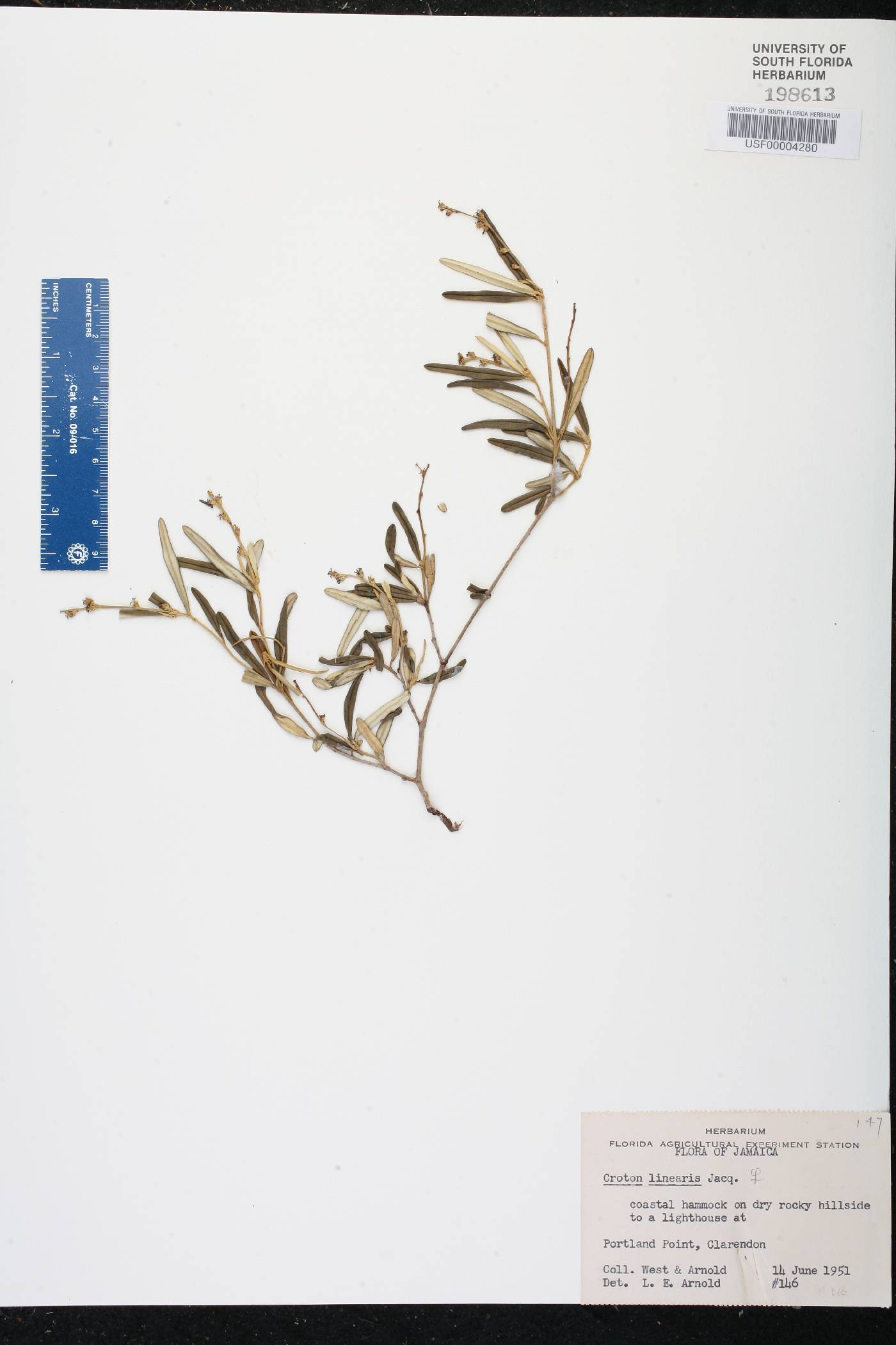 Croton linearis image